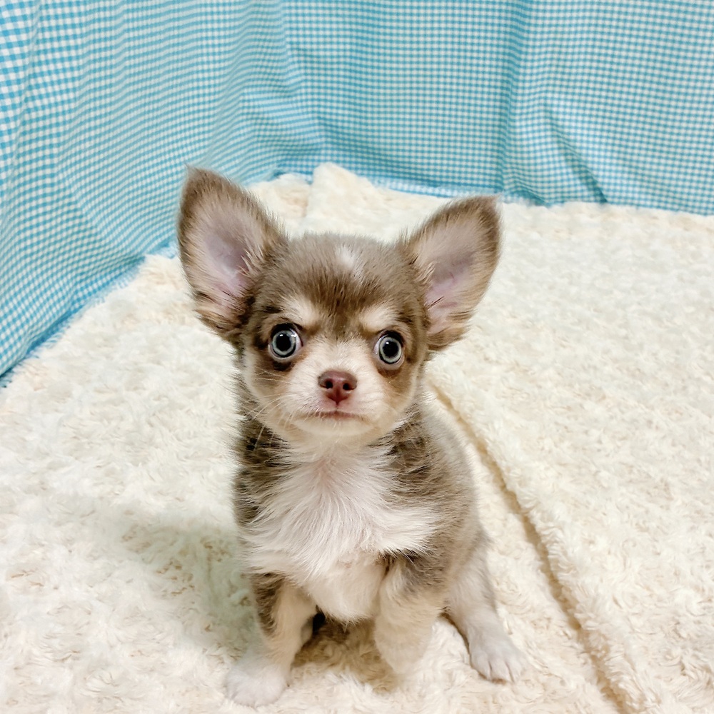 愛知県のチワワ(ロング) (犬の家＆猫の里一宮店/2026年8月10日生まれ/男の子/イザベラタンホワイト)の子犬の3枚目の画像