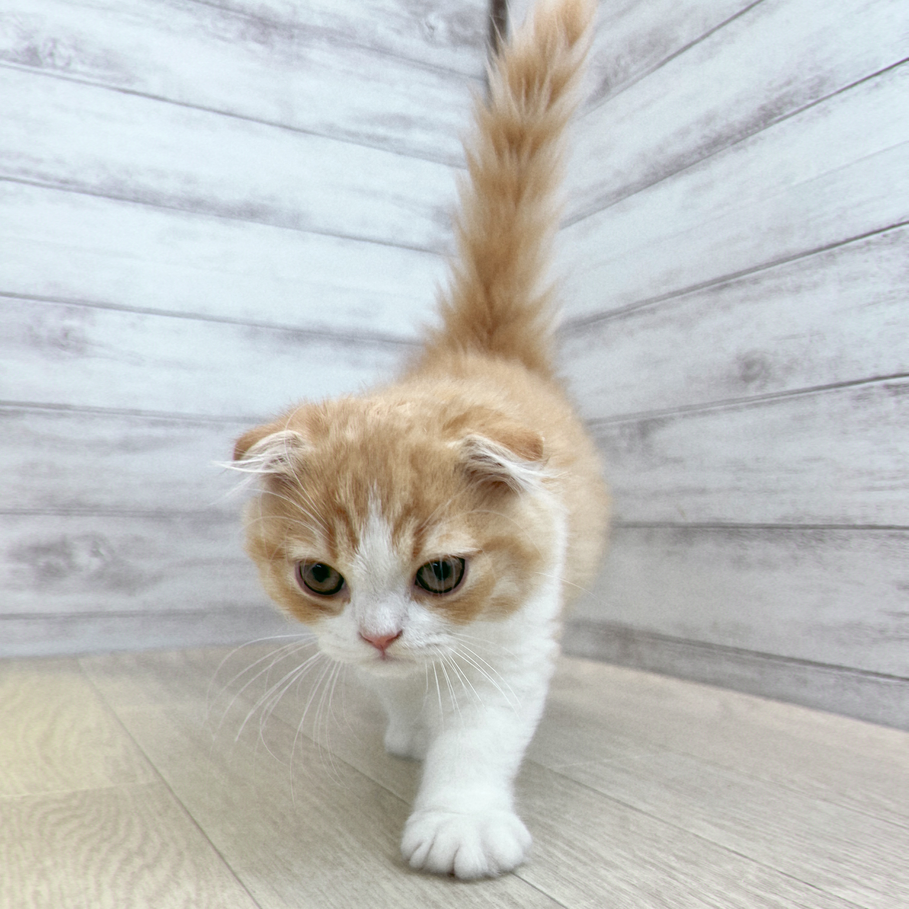 愛知県のスコティッシュフォールド (犬の家＆猫の里春日井本店/2026年5月1日生まれ/男の子/レッドタビーホワイト)の子猫の3枚目の画像