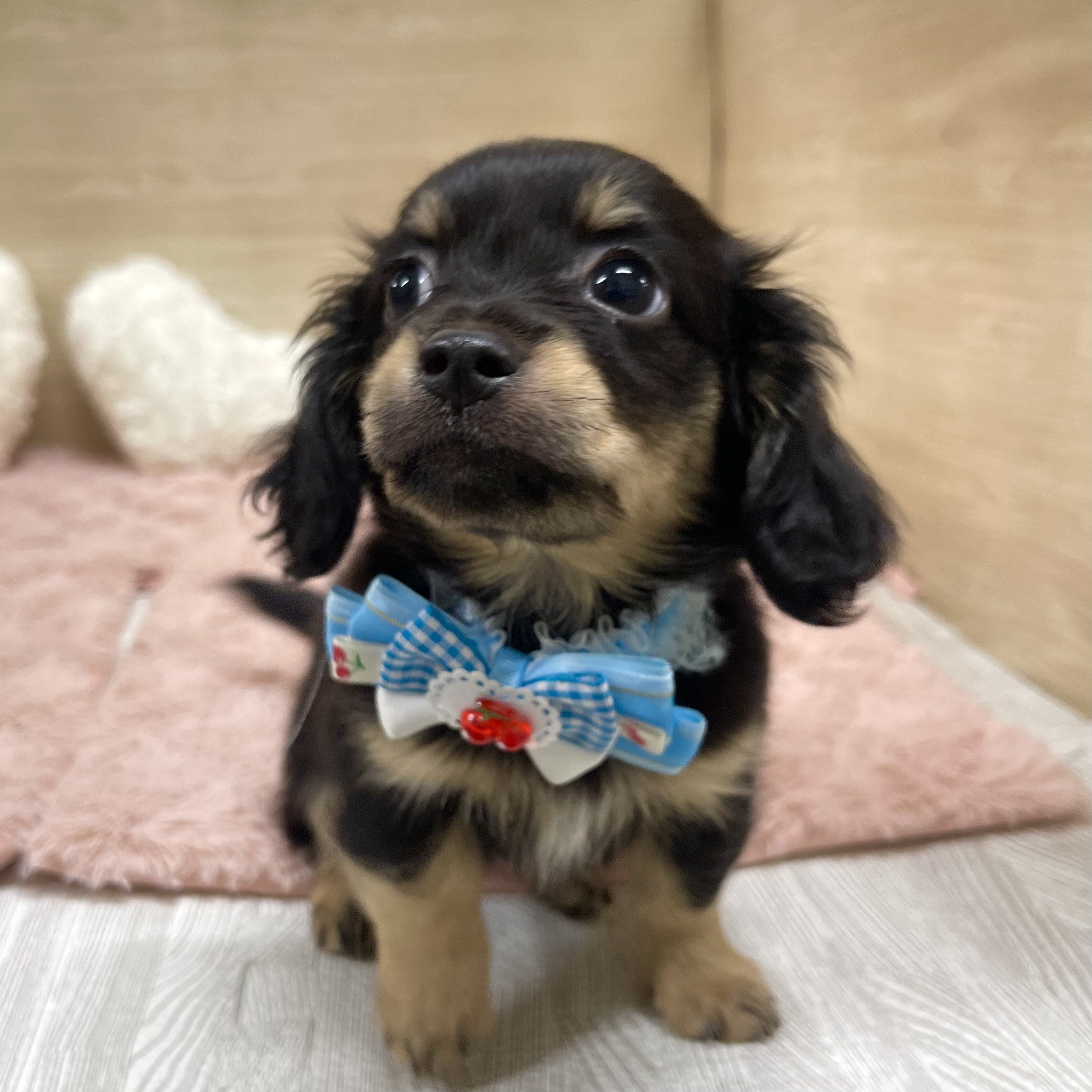大阪府のチワックス(チワワ×ダックス) (犬の家＆猫の里そよら東岸和田店/2025年6月25日生まれ/女の子/ブラックタン)の子犬の3枚目の画像