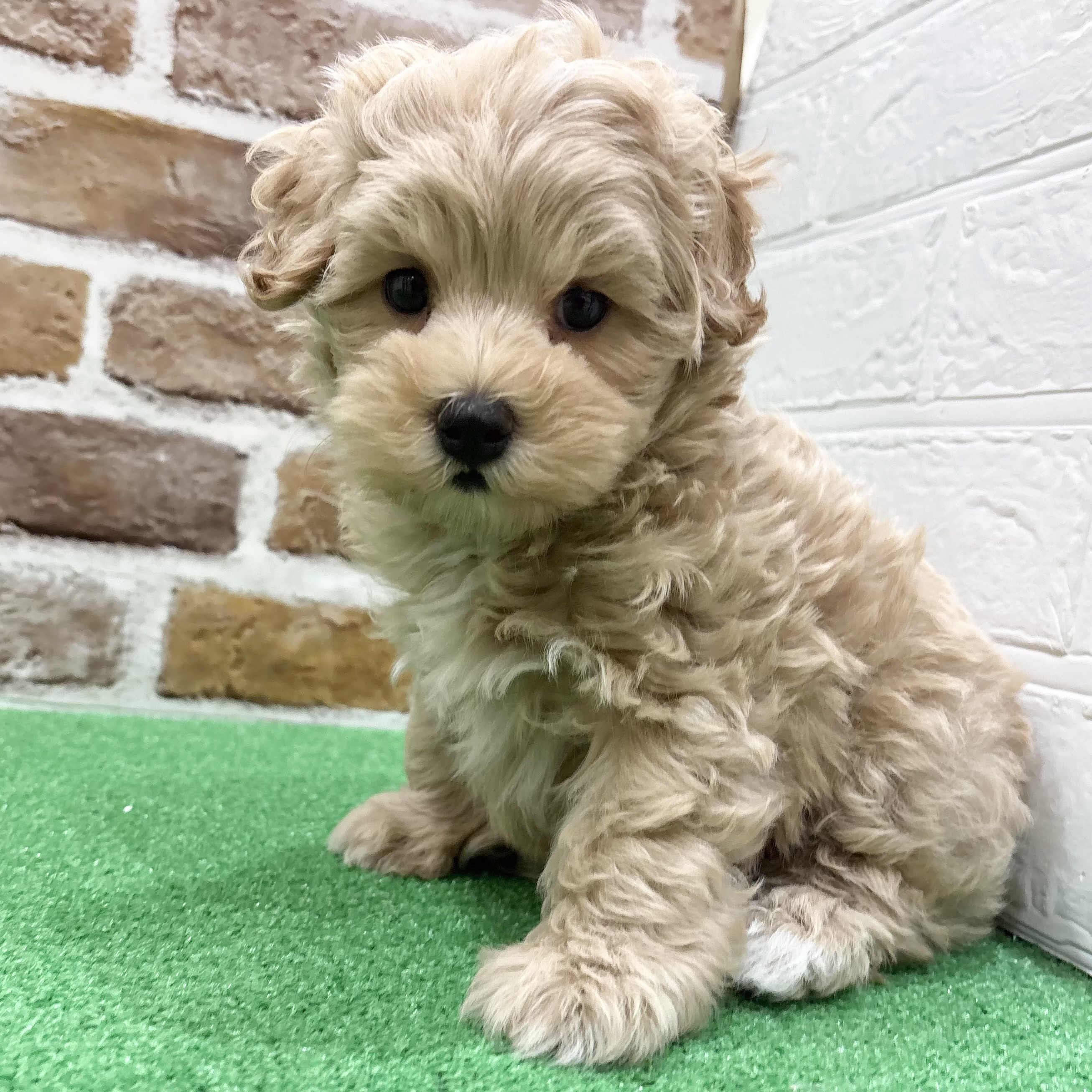 三重県のマルプー(マルチーズ×プードル) (犬の家＆猫の里三重桑名店/2025年9月13日生まれ/男の子/アプリコット)の子犬の3枚目の画像