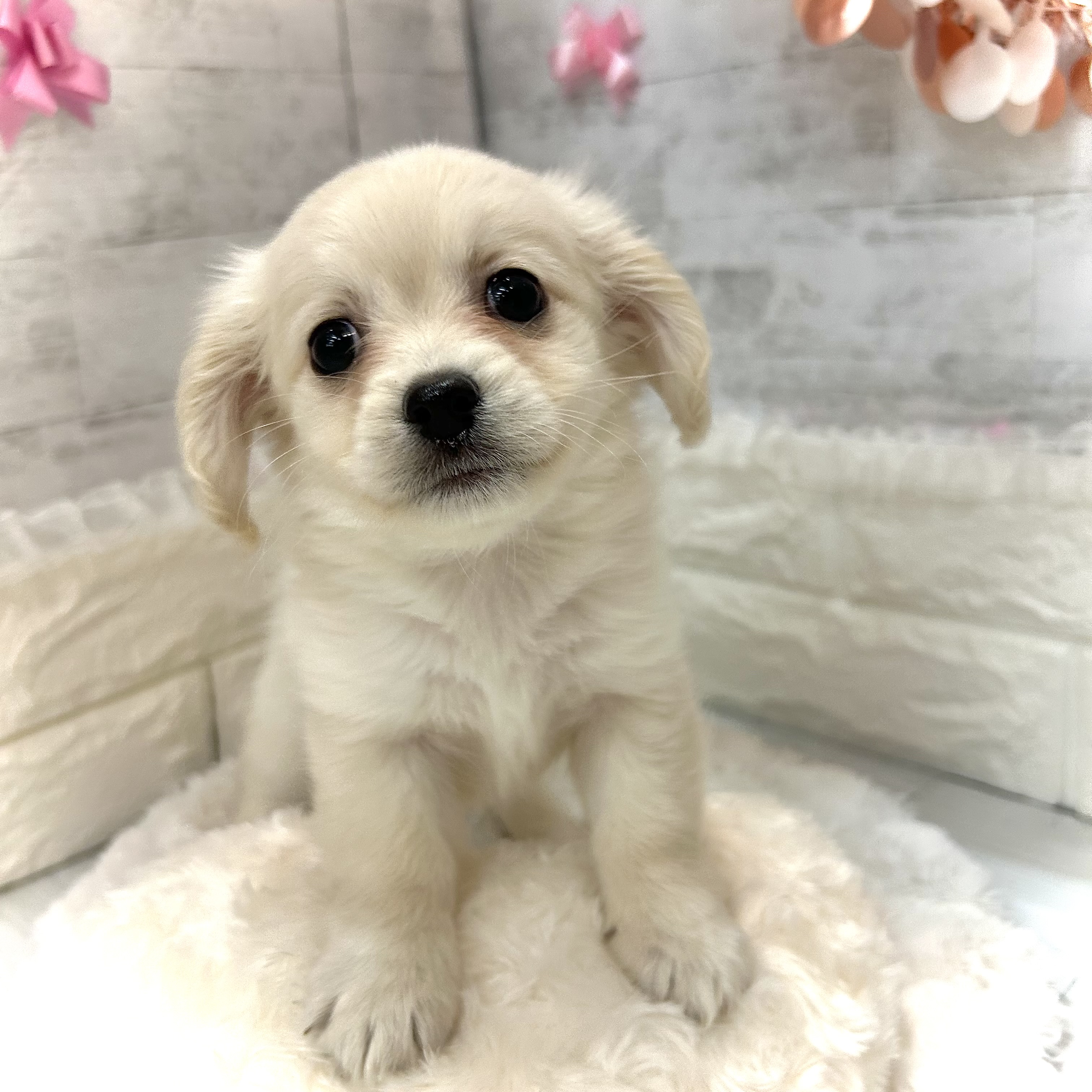 静岡県のポメックス(ポメラニアン×ダックス) (犬の家＆猫の里プレ葉ウォーク浜北店/2026年3月3日生まれ/男の子/ホワイト)の子犬の3枚目の画像