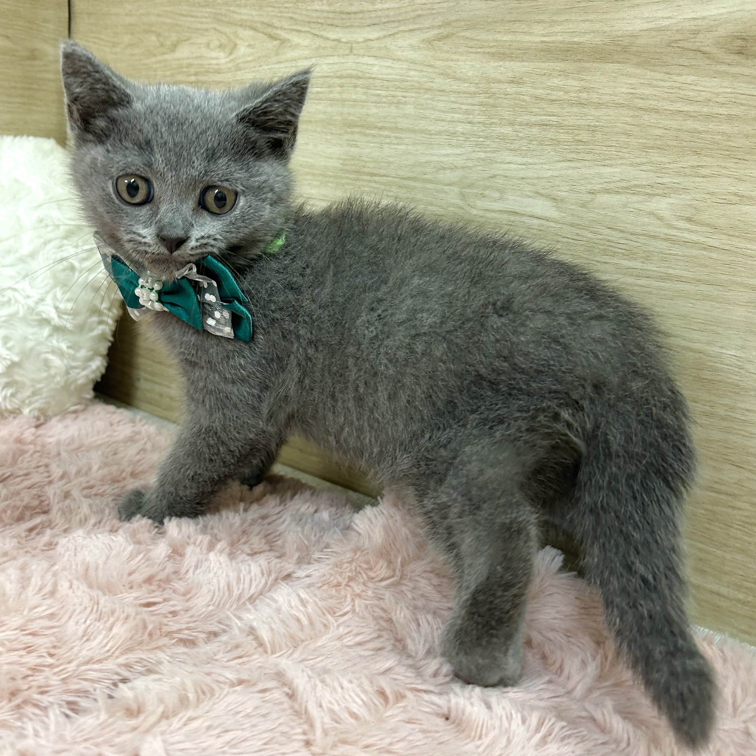 大阪府のブリティッシュショートヘアー (犬の家＆猫の里そよら東岸和田店/2025年6月15日生まれ/男の子/ブルー)の子猫の3枚目の画像