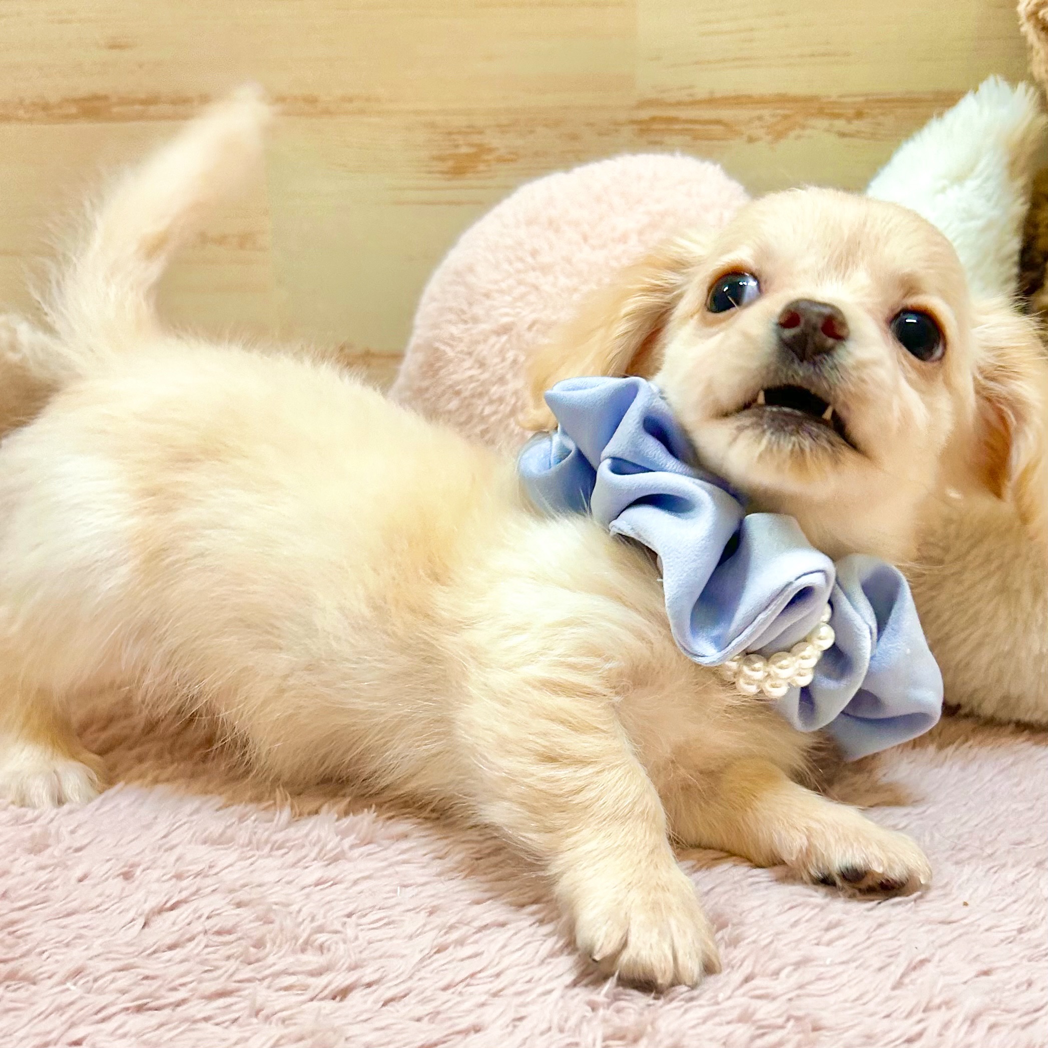 兵庫県のチワックス(チワワ×ダックス) (犬の家＆猫の里神戸店/2026年1月13日生まれ/男の子/クリーム)の子犬の3枚目の画像