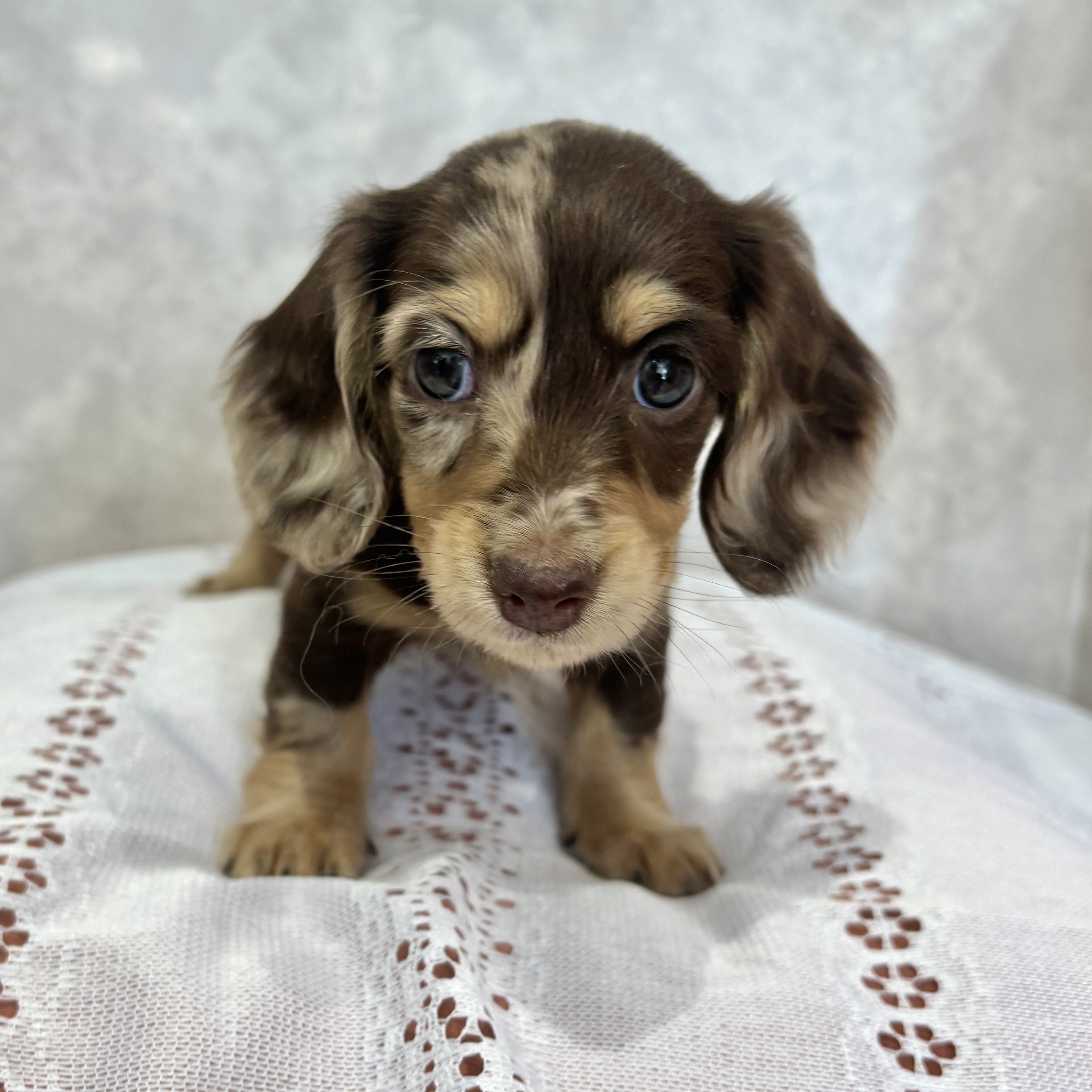 福岡県のミニチュアダックスフンド(ロング) (犬の家＆猫の里くりえいと宗像店/2025年12月14日生まれ/女の子/チョコレートダップル)の子犬の3枚目の画像
