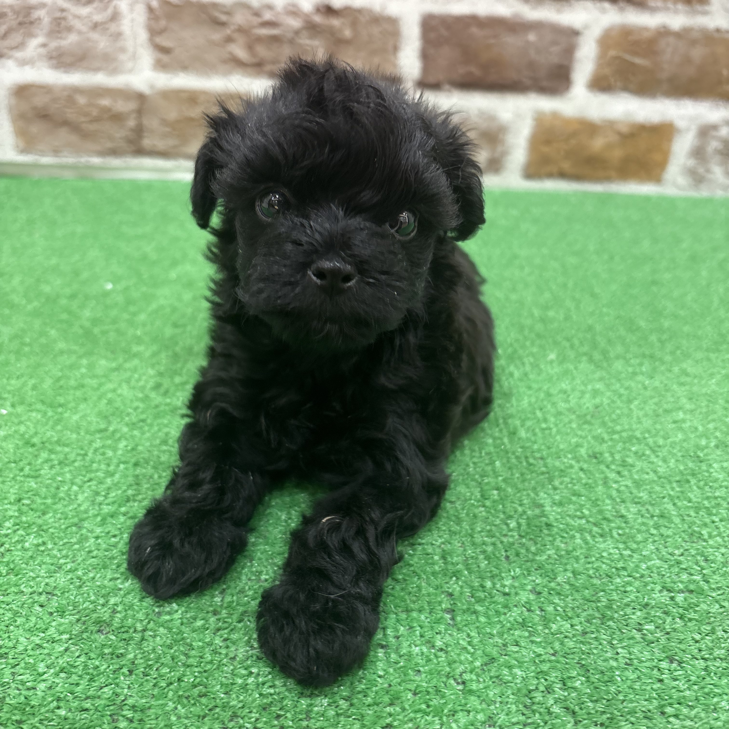 三重県のマルプー(マルチーズ×プードル) (犬の家＆猫の里三重桑名店/2025年9月14日生まれ/女の子/ブラック)の子犬の3枚目の画像