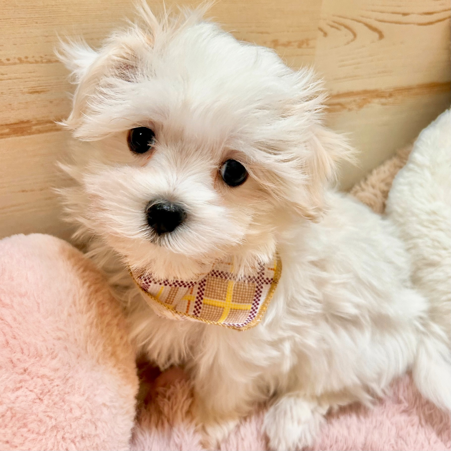 兵庫県のマルチーズ (犬の家＆猫の里神戸店/2026年1月15日生まれ/男の子/ホワイト)の子犬の3枚目の画像