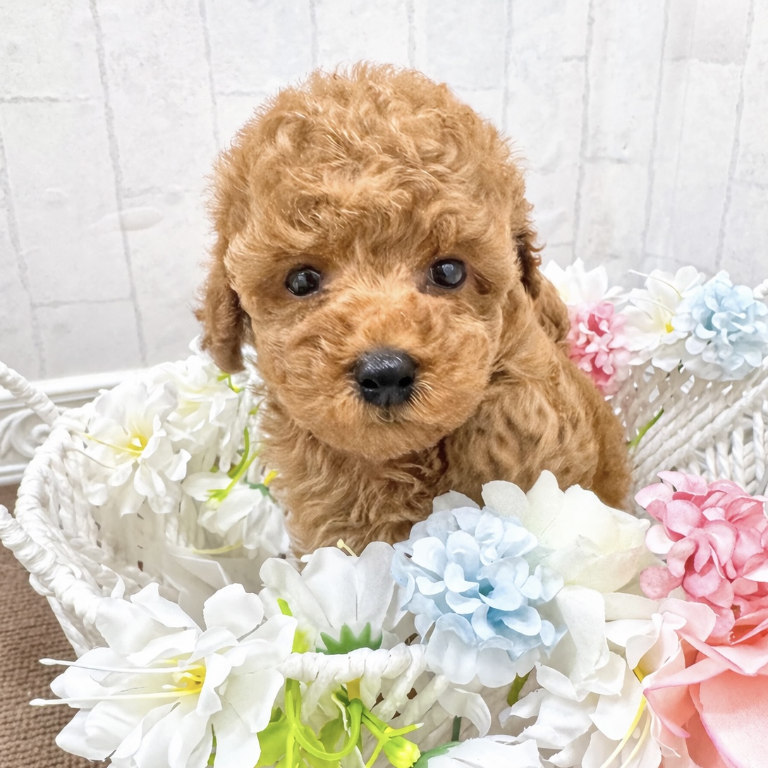 石川県のトイプードル(トイ) (犬の家＆猫の里アミーゴ金沢有松店/2026年2月10日生まれ/女の子/レッド)の子犬の3枚目の画像