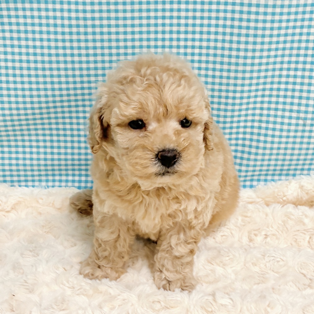愛知県のトイプードル(トイ) (犬の家＆猫の里一宮店/2026年8月24日生まれ/男の子/アプリコット)の子犬の3枚目の画像