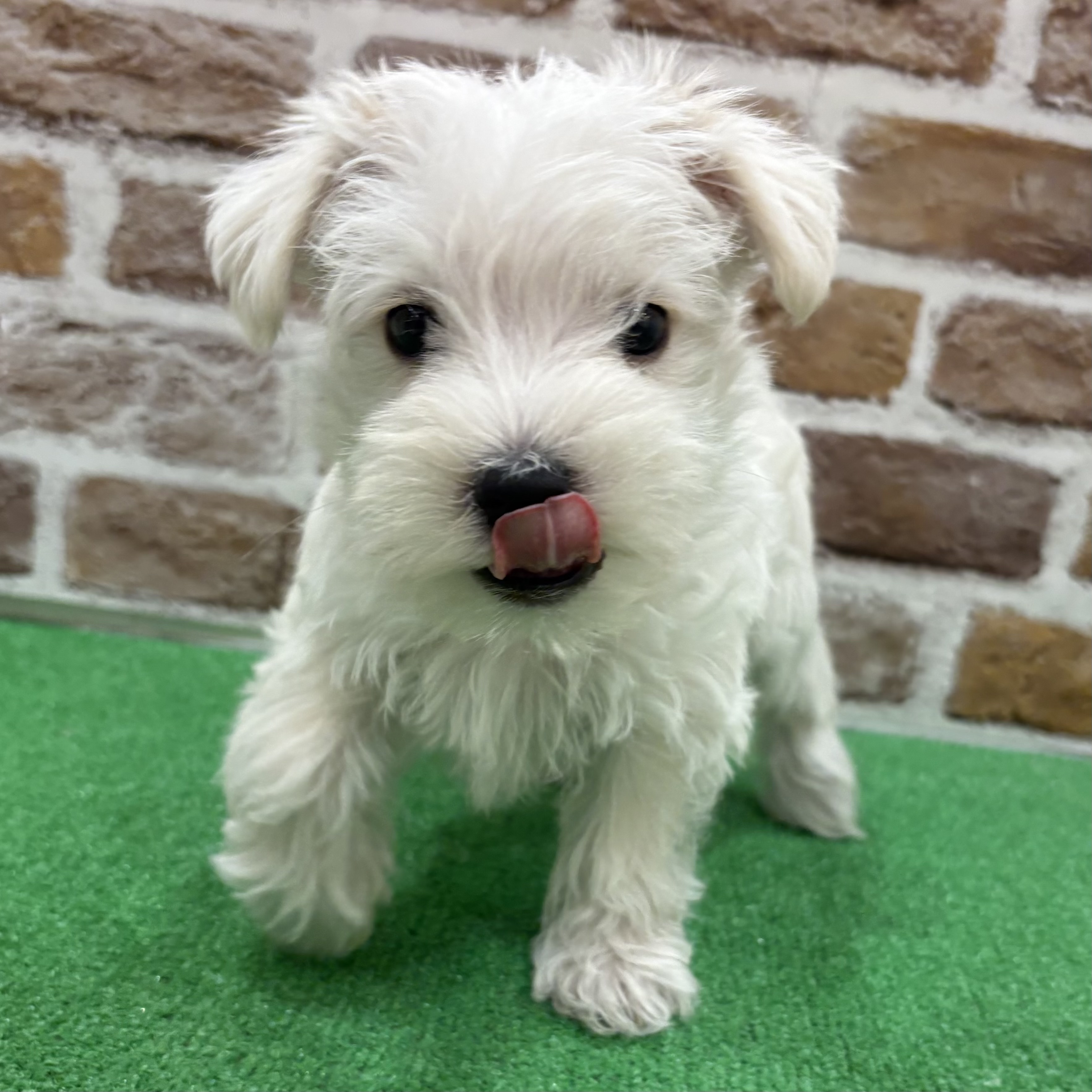 三重県のシュナマル/マルシュナ(シュナウザー×マルチーズ) (犬の家＆猫の里三重桑名店/2025年9月15日生まれ/男の子/ホワイト)の子犬の3枚目の画像