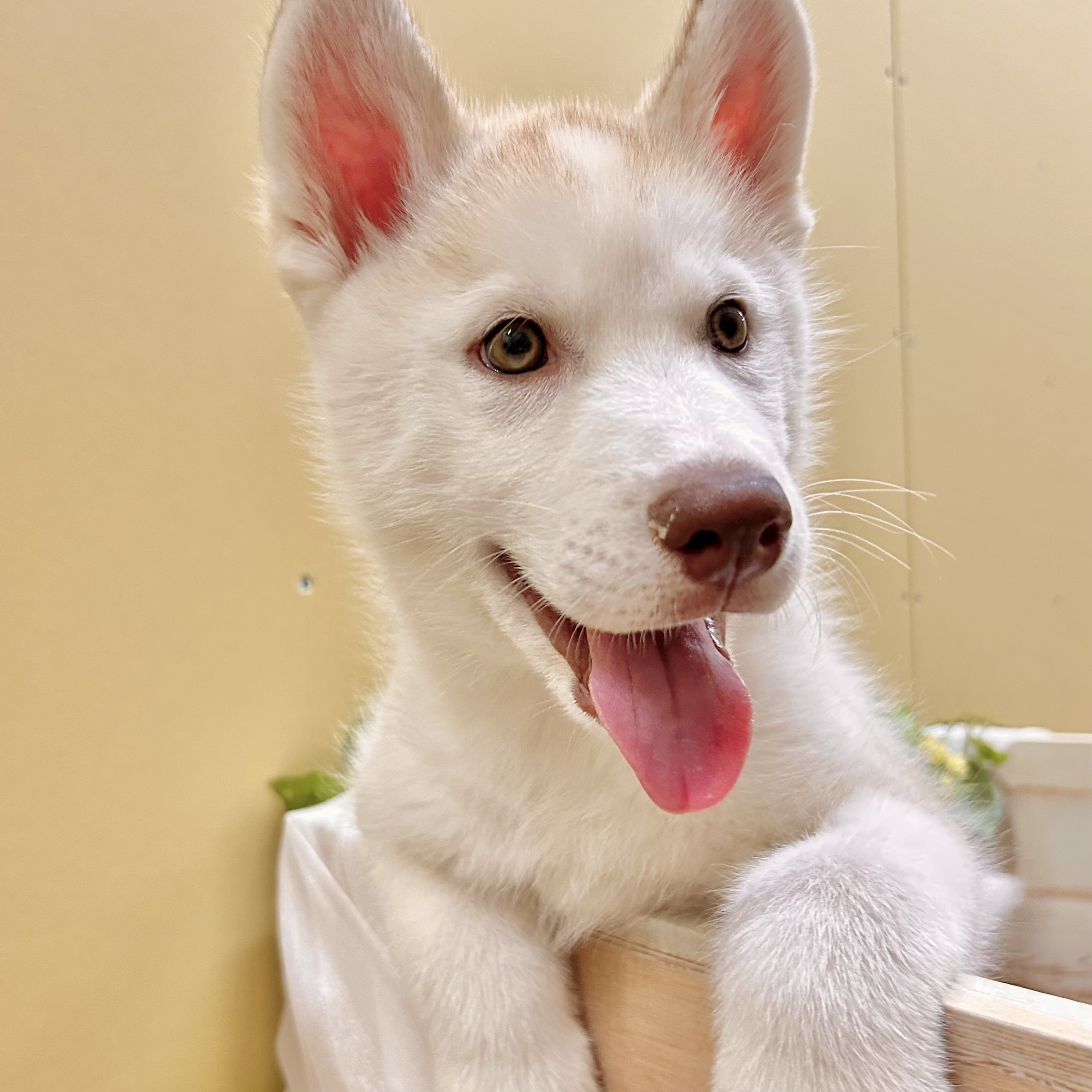 兵庫県のシベリアンハスキー (犬の家＆猫の里神戸店/2026年1月1日生まれ/男の子/レッドホワイト)の子犬の3枚目の画像