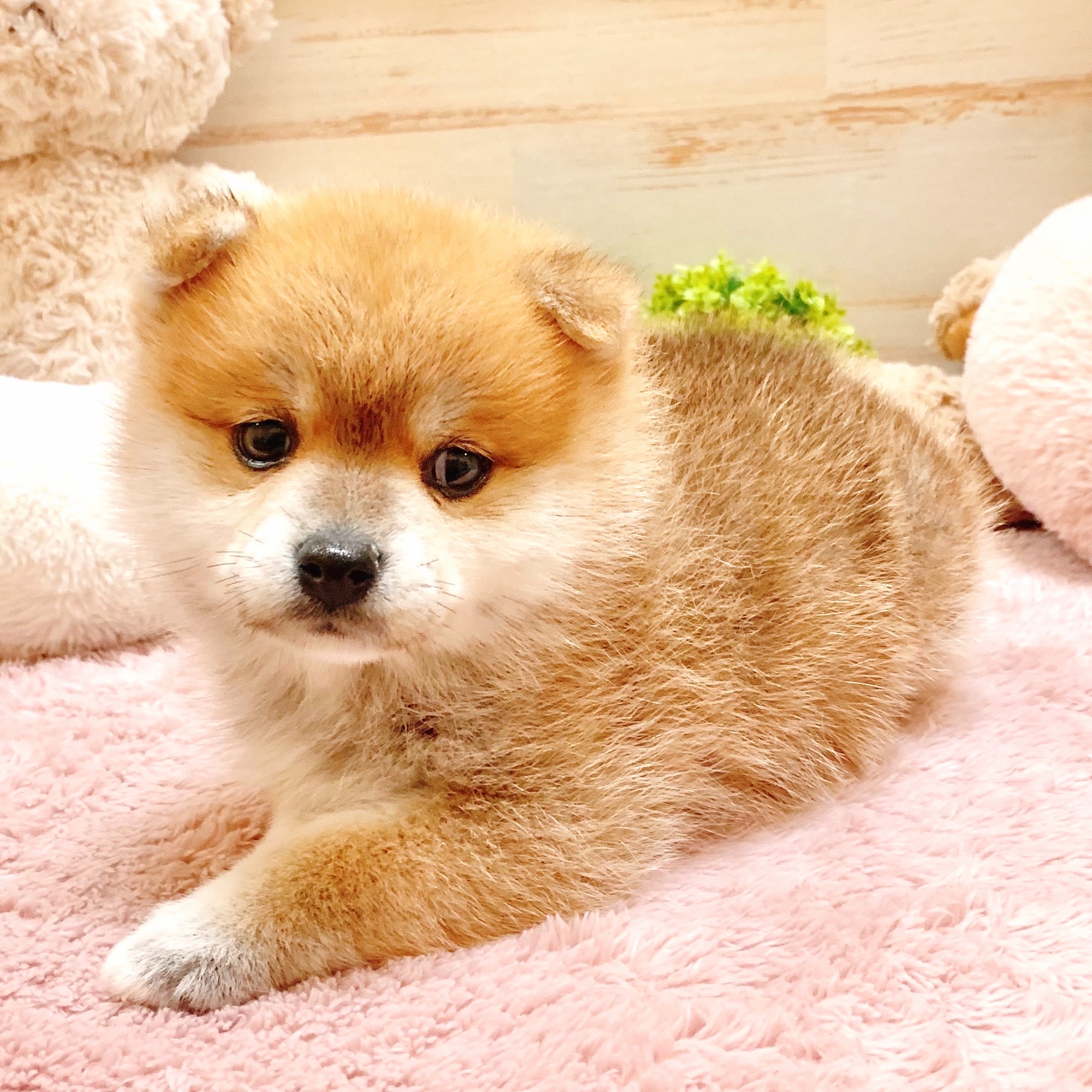 兵庫県のポメ柴/豆ポメ/ポメ豆柴(ポメラニアン×柴犬) (犬の家＆猫の里神戸店/2025年9月12日生まれ/女の子/赤)の子犬の3枚目の画像