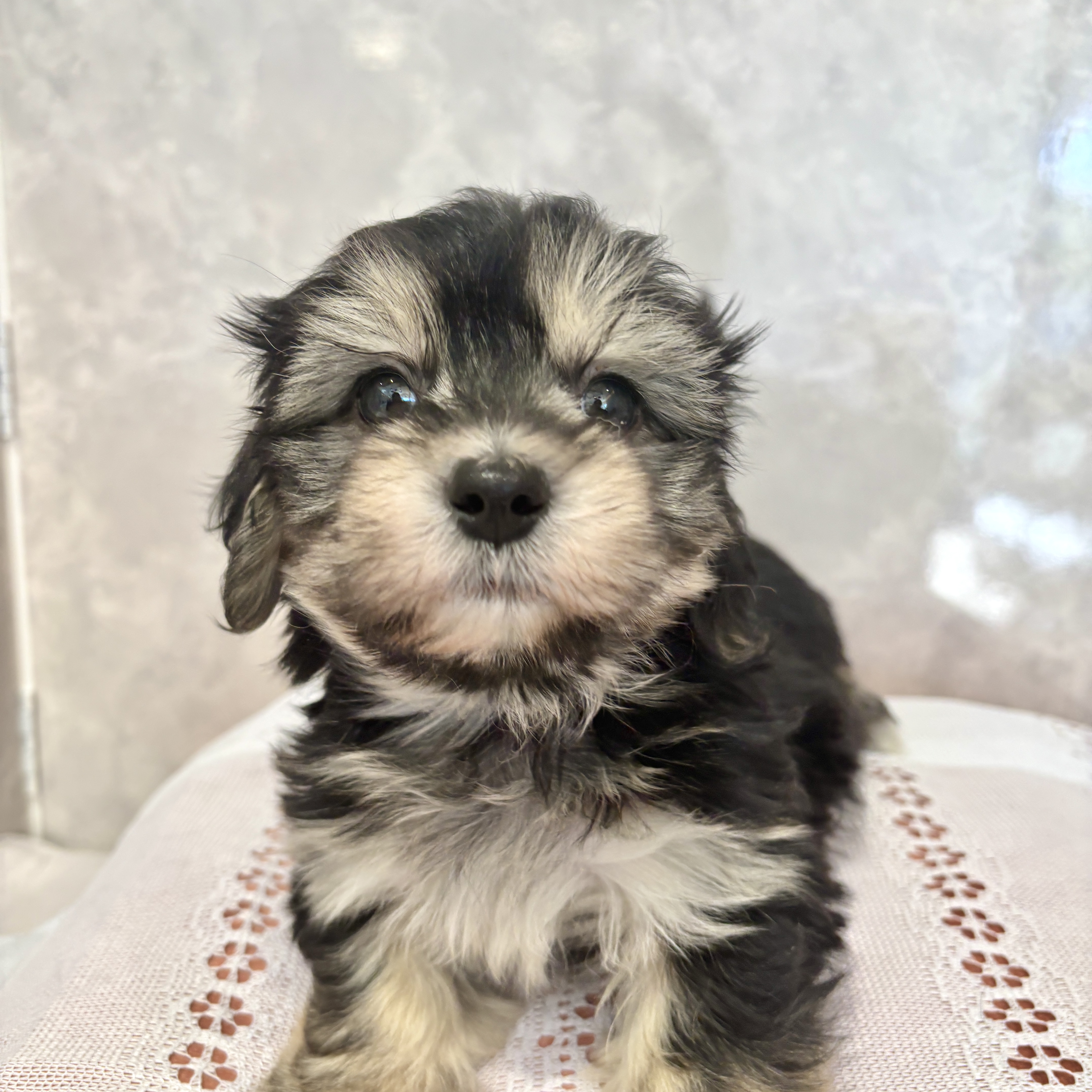 福岡県のマルックス(マルチーズ×ダックス) (犬の家＆猫の里くりえいと宗像店/2025年12月15日生まれ/男の子/ブラックタン)の子犬の3枚目の画像