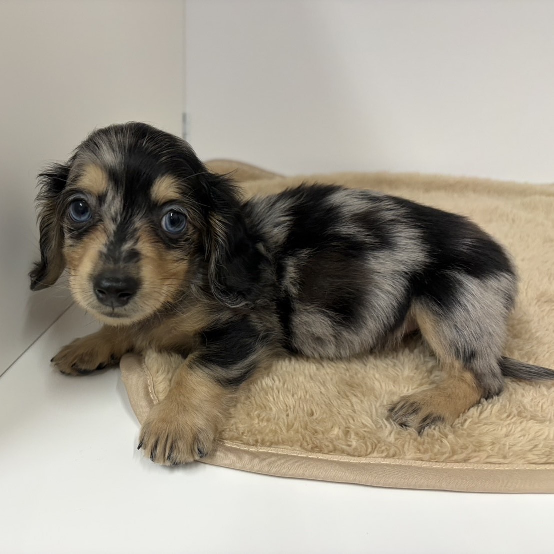 神奈川県のミニチュアダックスフンド(ロング) (犬の家＆猫の里相模原店/2025年10月12日生まれ/男の子/シルバーダップル)の子犬の3枚目の画像