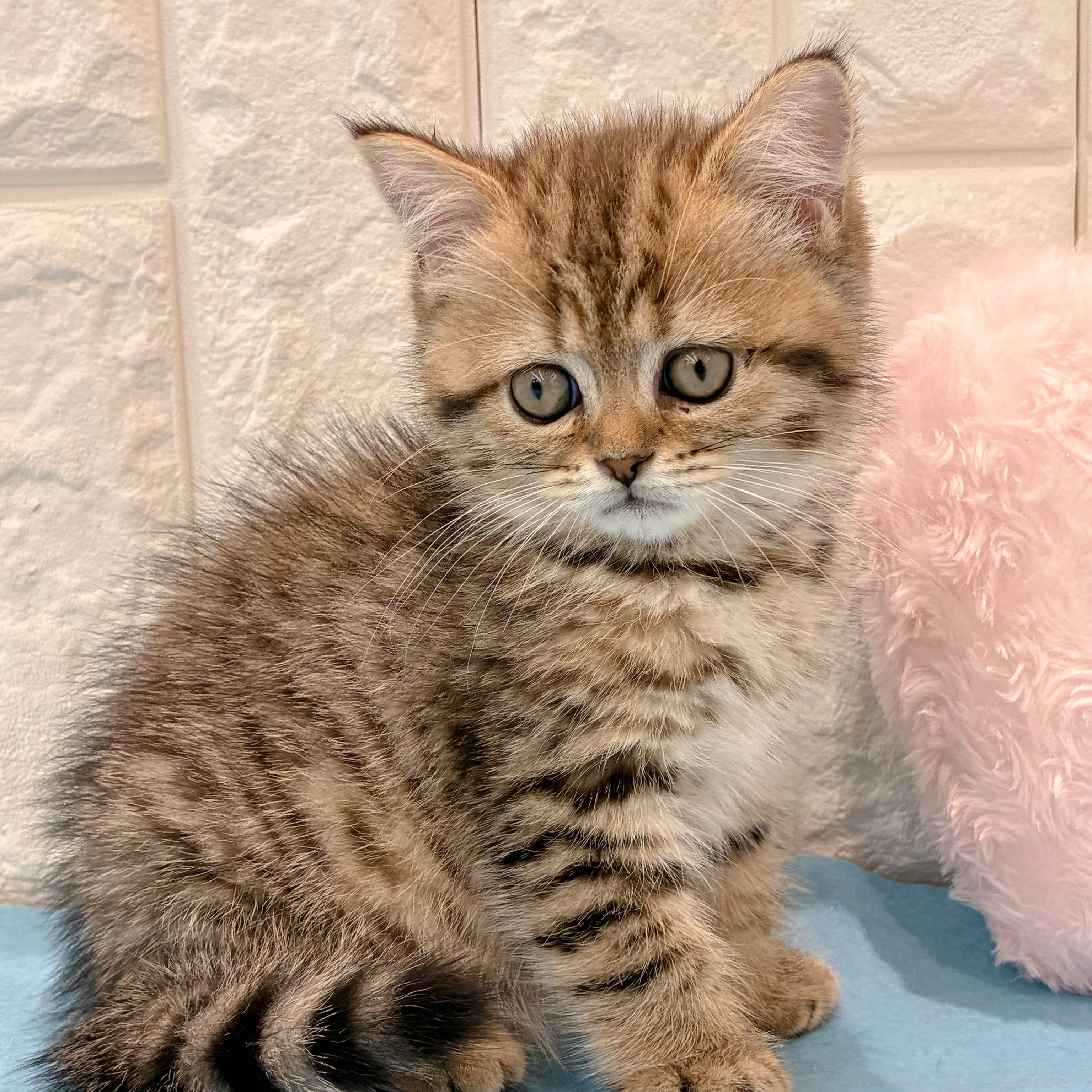 岡山県のブリティッシュショートヘアー (犬の家＆猫の里倉敷店/2026年4月11日生まれ/女の子/ブラウンタビー)の子猫の3枚目の画像