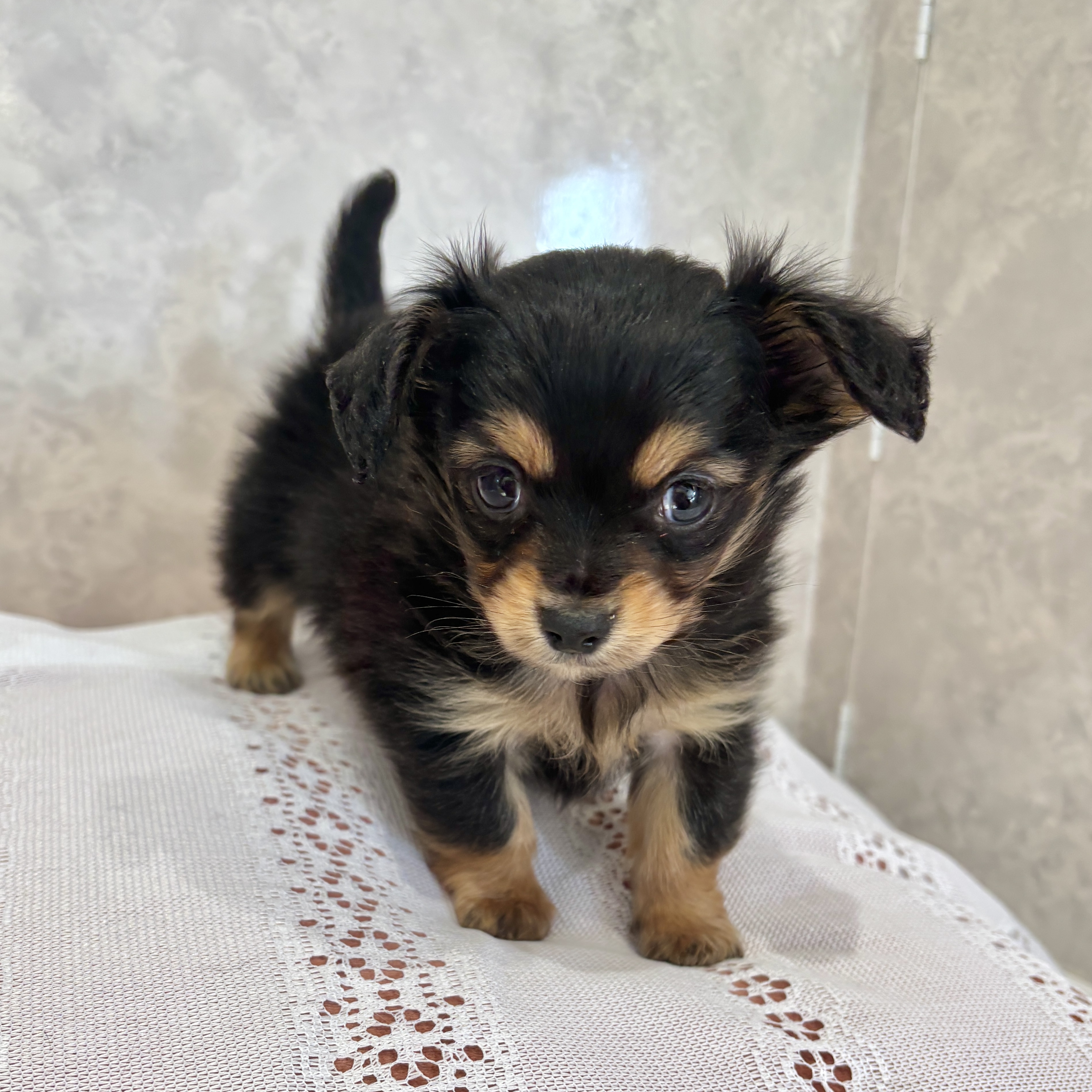 福岡県のチワックス(チワワ×ダックス) (犬の家＆猫の里くりえいと宗像店/2025年12月12日生まれ/男の子/ブラックタン)の子犬の3枚目の画像