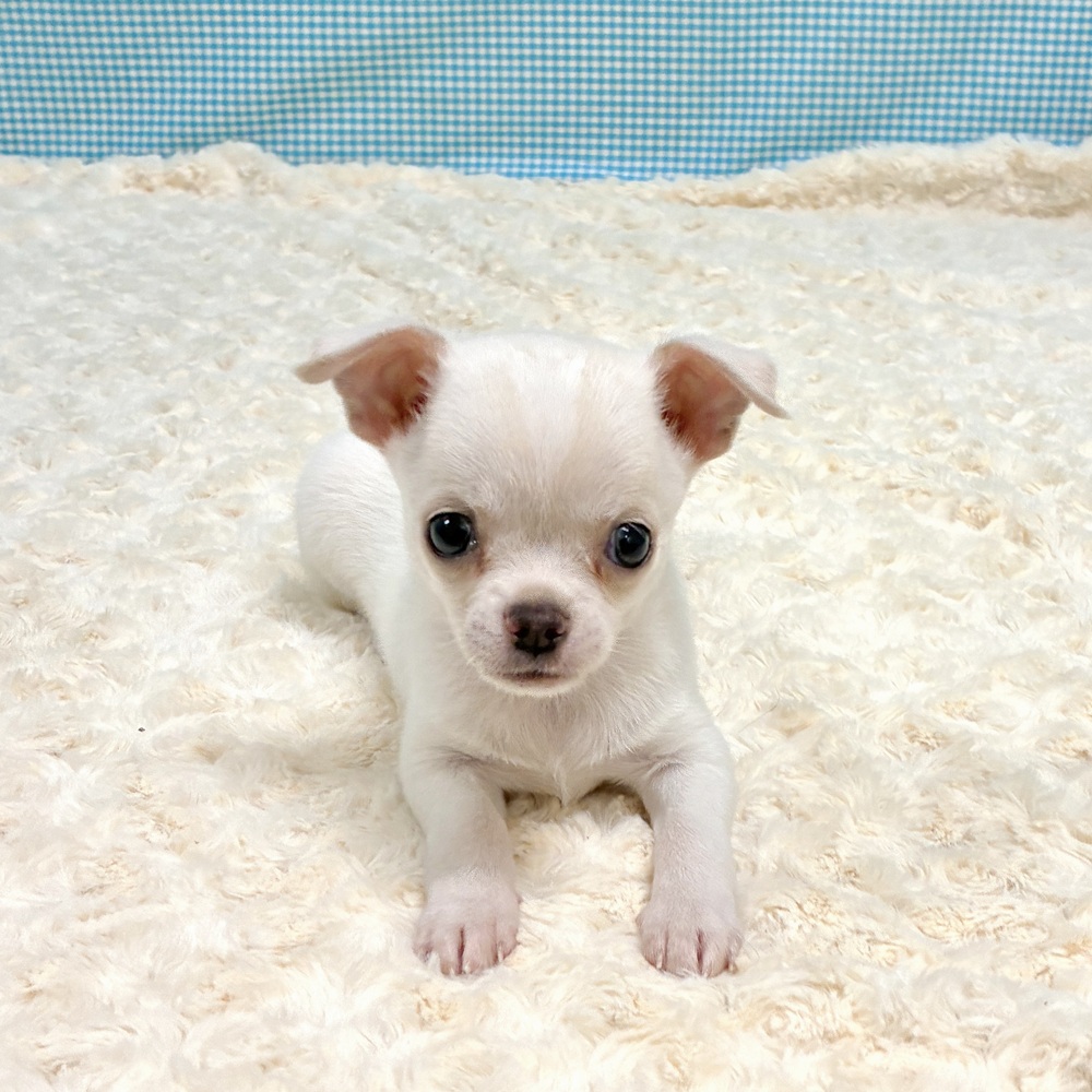 愛知県のチワワ(スムース) (犬の家＆猫の里一宮店/2026年8月24日生まれ/男の子/クリームホワイト)の子犬の3枚目の画像