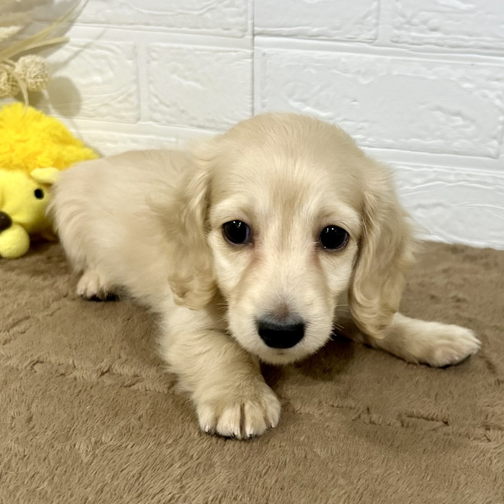 兵庫県のミニチュアダックスフンド(ロング) (犬の家＆猫の里ニッケパークタウン加古川店/2025年10月31日生まれ/男の子/イエロー)の子犬の3枚目の画像