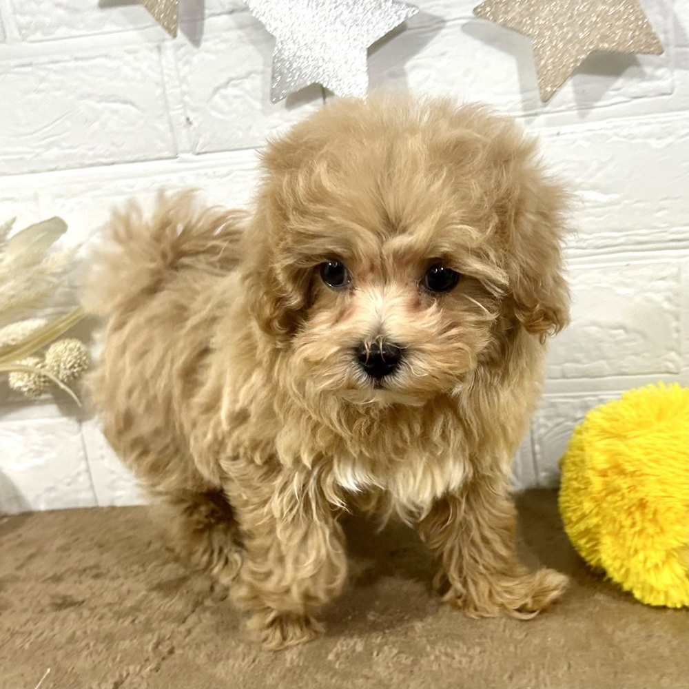 兵庫県のマルプー(マルチーズ×プードル) (犬の家＆猫の里ニッケパークタウン加古川店/2025年10月31日生まれ/男の子/アプリコットホワイト)の子犬の3枚目の画像