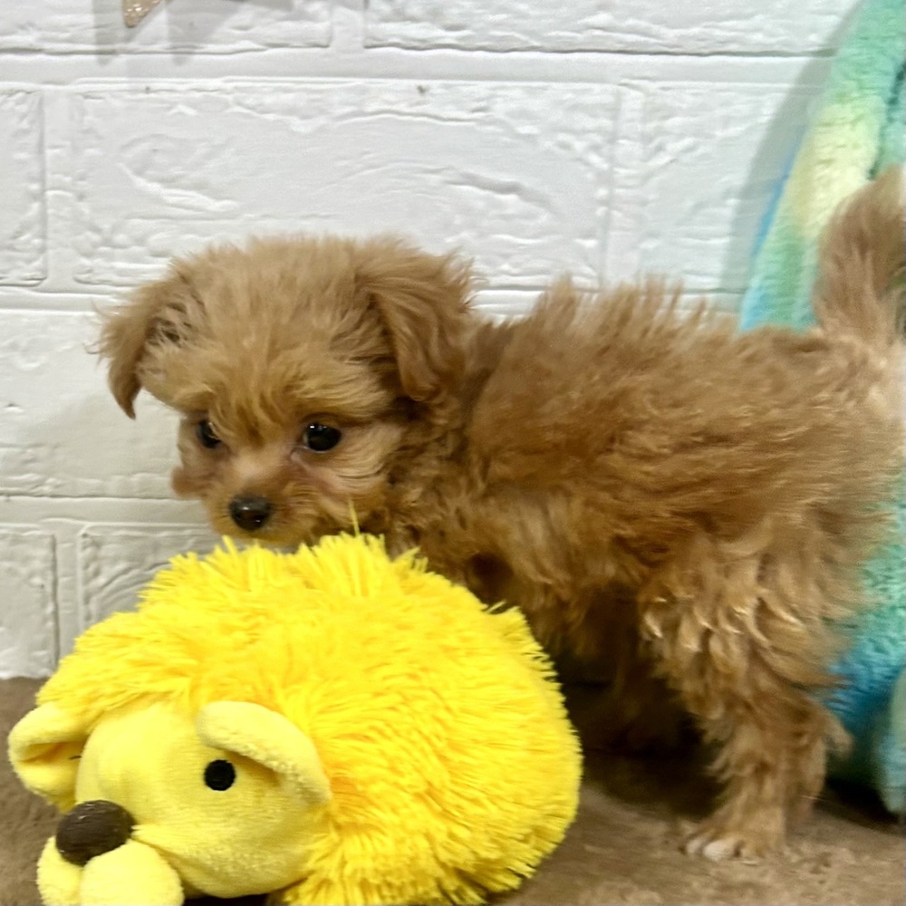 兵庫県のチワプー/プーチー(チワワ×プードル) (犬の家＆猫の里ニッケパークタウン加古川店/2025年10月31日生まれ/男の子/アプリコット)の子犬の3枚目の画像