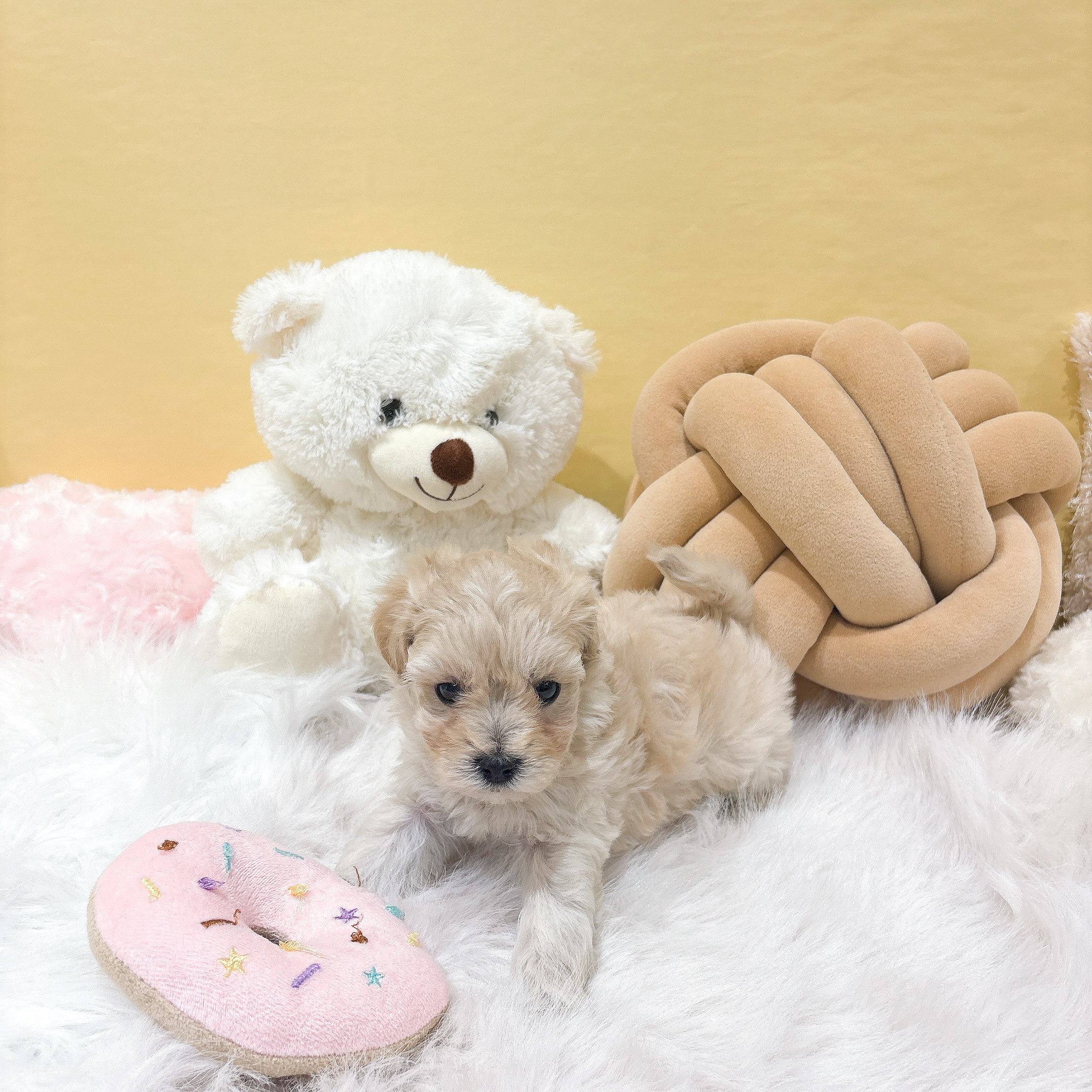 神奈川県のマルプー(マルチーズ×プードル) (犬の家＆猫の里元住吉ブレーメン通り店/2025年12月1日生まれ/女の子/クリーム)の子犬の3枚目の画像