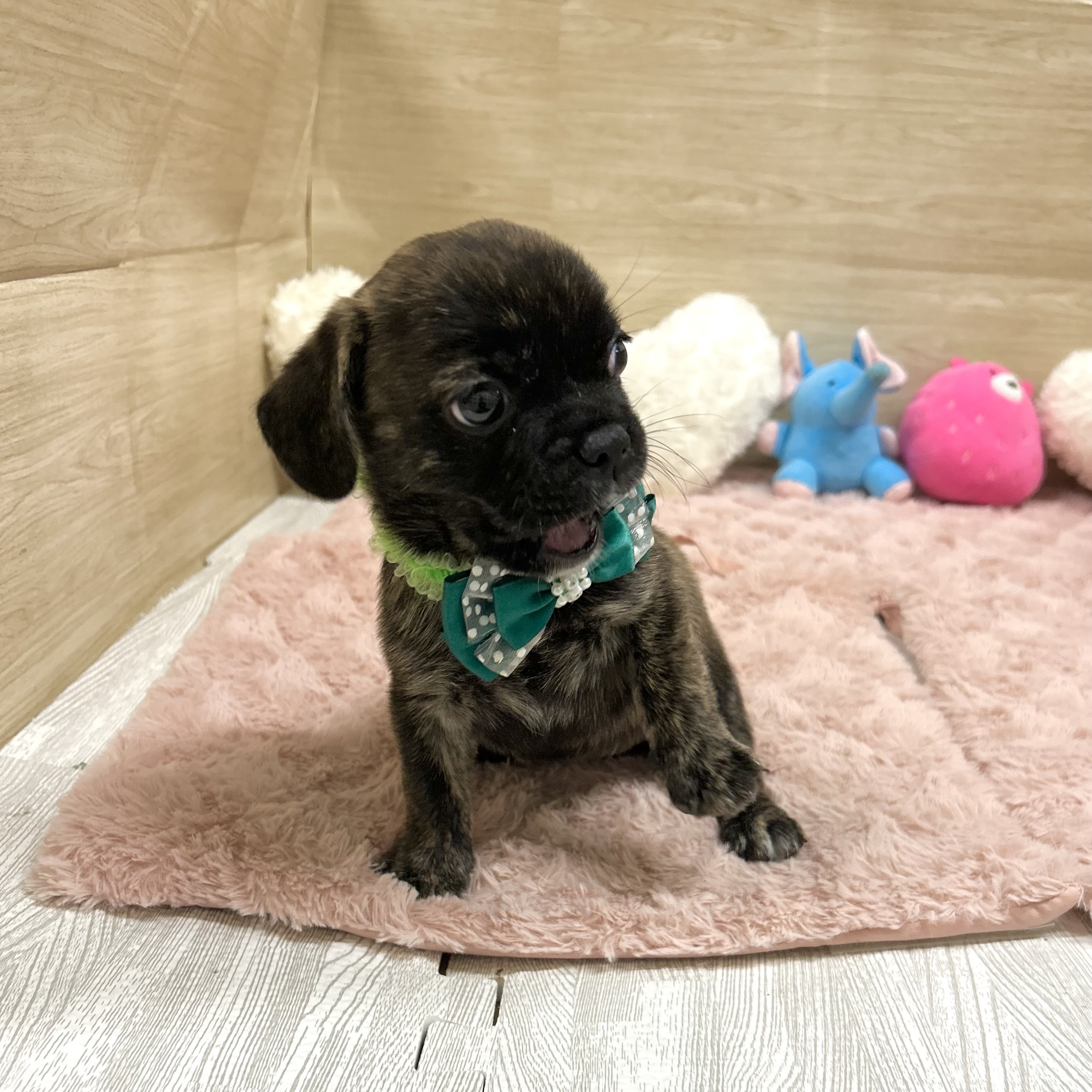 大阪府のハーフ犬・ミックス犬 (犬の家＆猫の里そよら東岸和田店/2025年6月24日生まれ/女の子/ブリンドルホワイト)の子犬の3枚目の画像
