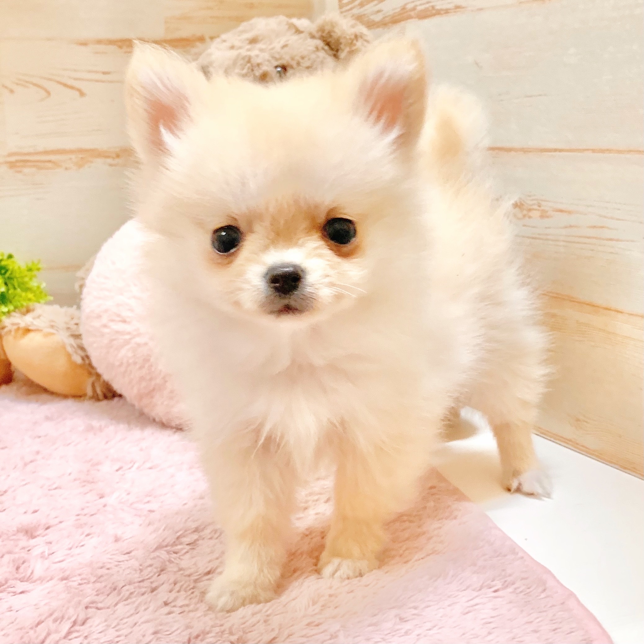 兵庫県のポメチワ/チワポメ/ポメチー(ポメラニアン×チワワ) (犬の家＆猫の里神戸店/2025年9月13日生まれ/女の子/クリーム)の子犬の1枚目の画像