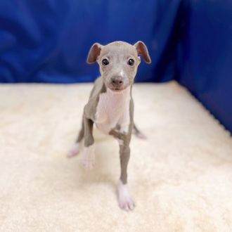 福岡県のイタリアングレーハウンド (犬の家＆猫の里くりえいと宗像店/2025年10月15日生まれ/男の子/ブルーホワイト)の子犬の3枚目の画像