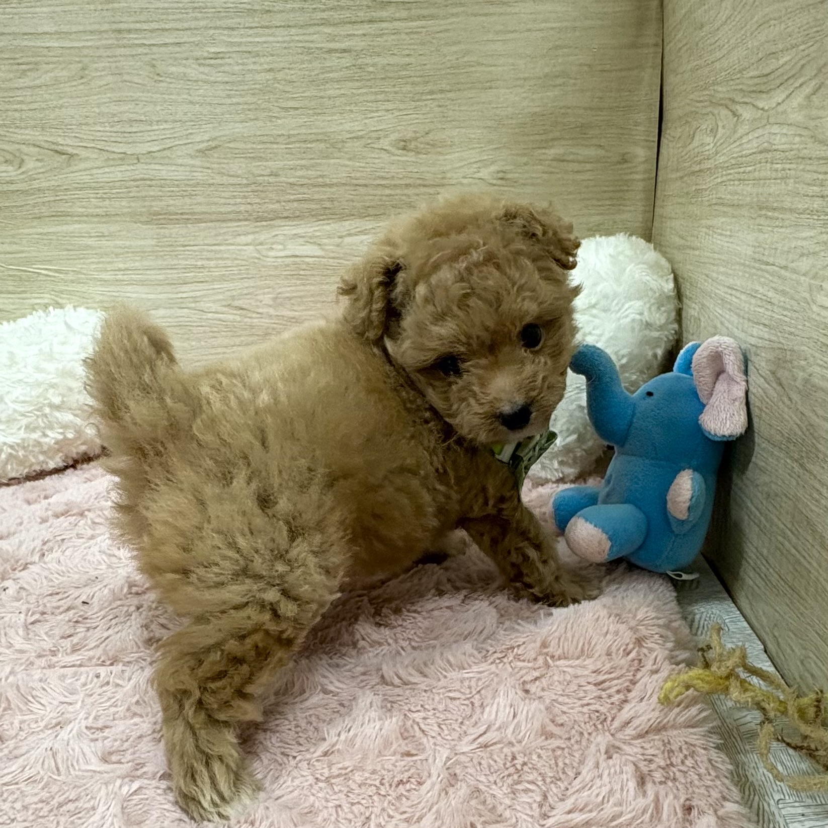 大阪府のポメプー(ポメラニアン×プードル) (犬の家＆猫の里そよら東岸和田店/2025年7月25日生まれ/男の子/レッド)の子犬