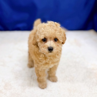 愛知県のトイプードル(トイ) (犬の家＆猫の里一宮店/2025年10月11日生まれ/男の子/アプリコット)の子犬の3枚目の画像