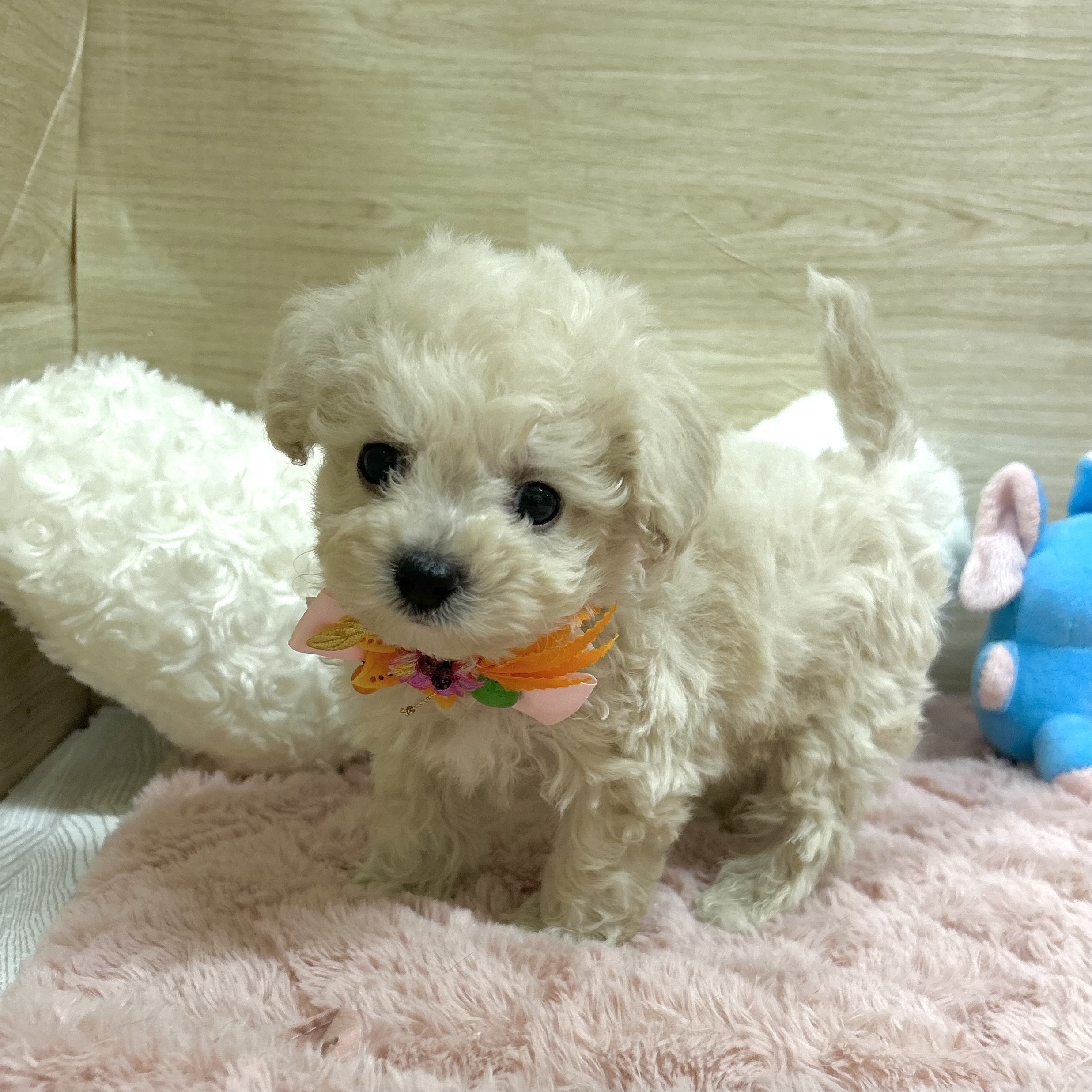 大阪府のビションプー(ビションフリーゼ×プードル) (犬の家＆猫の里そよら東岸和田店/2025年6月24日生まれ/男の子/クリーム)の子犬の3枚目の画像