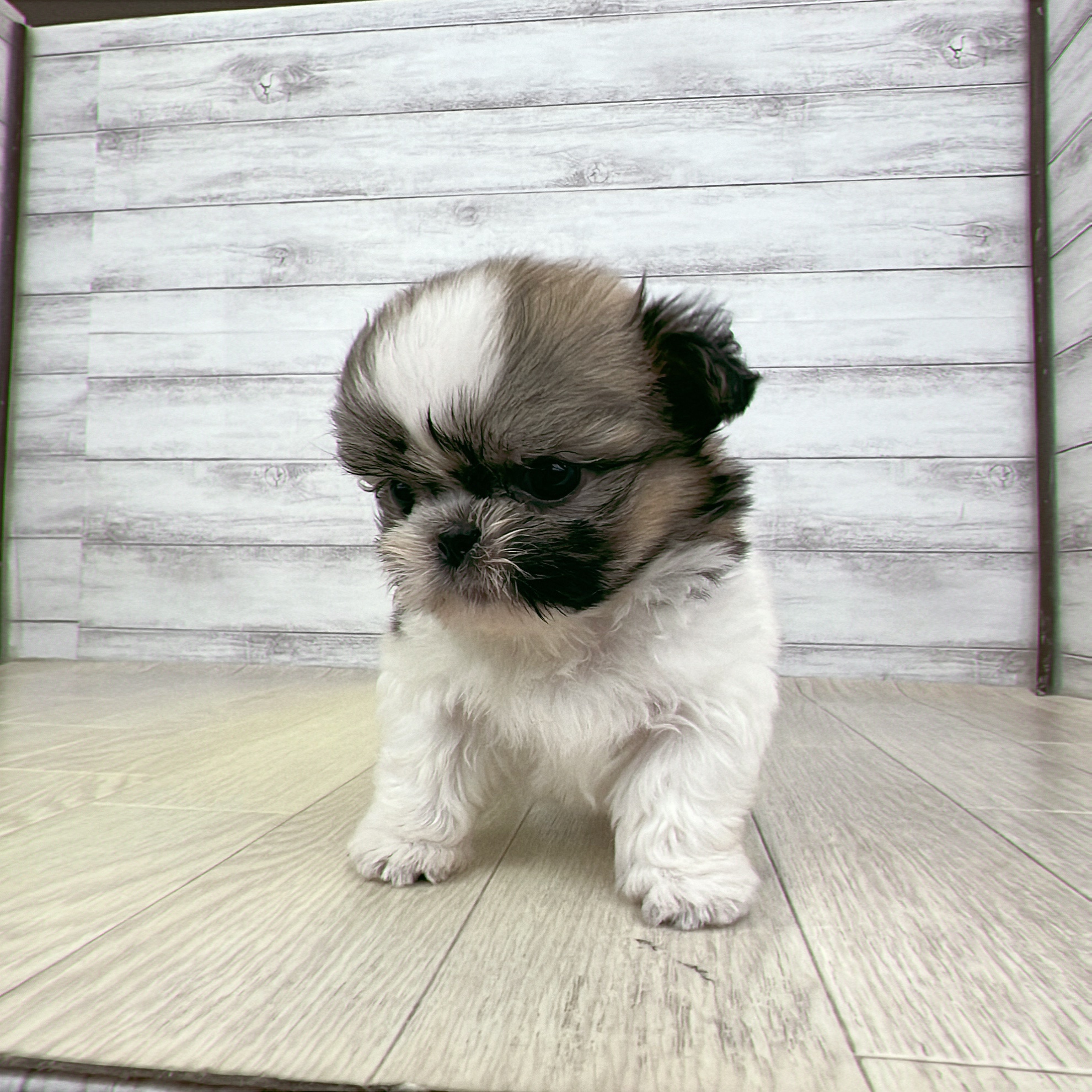 愛知県のシーズー (犬の家＆猫の里春日井本店/2026年5月22日生まれ/男の子/ゴールドホワイト)の子犬の3枚目の画像