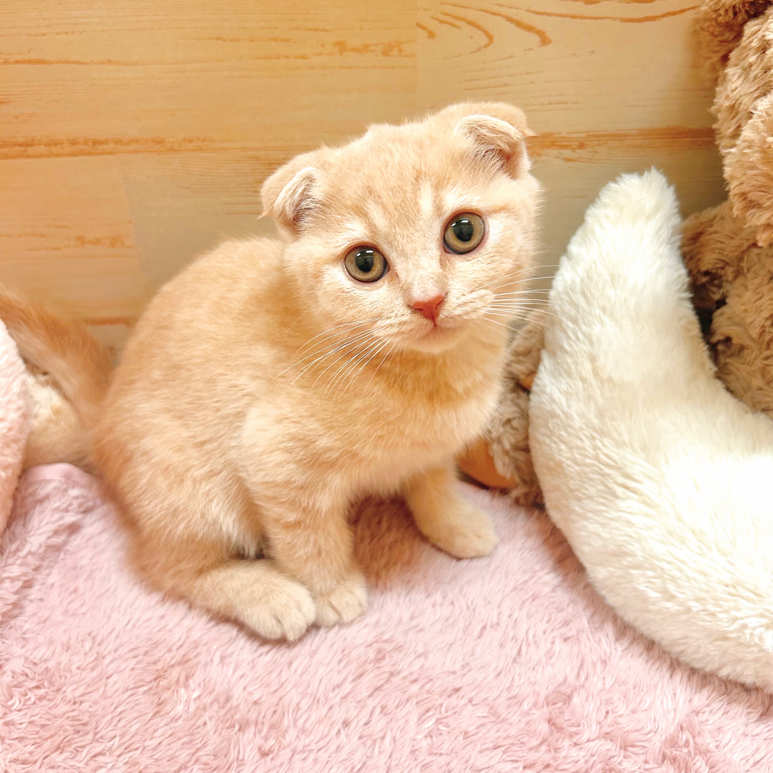 兵庫県のスコティッシュフォールド (犬の家＆猫の里神戸店/2025年7月13日生まれ/男の子/クリームタビー)の子猫の3枚目の画像