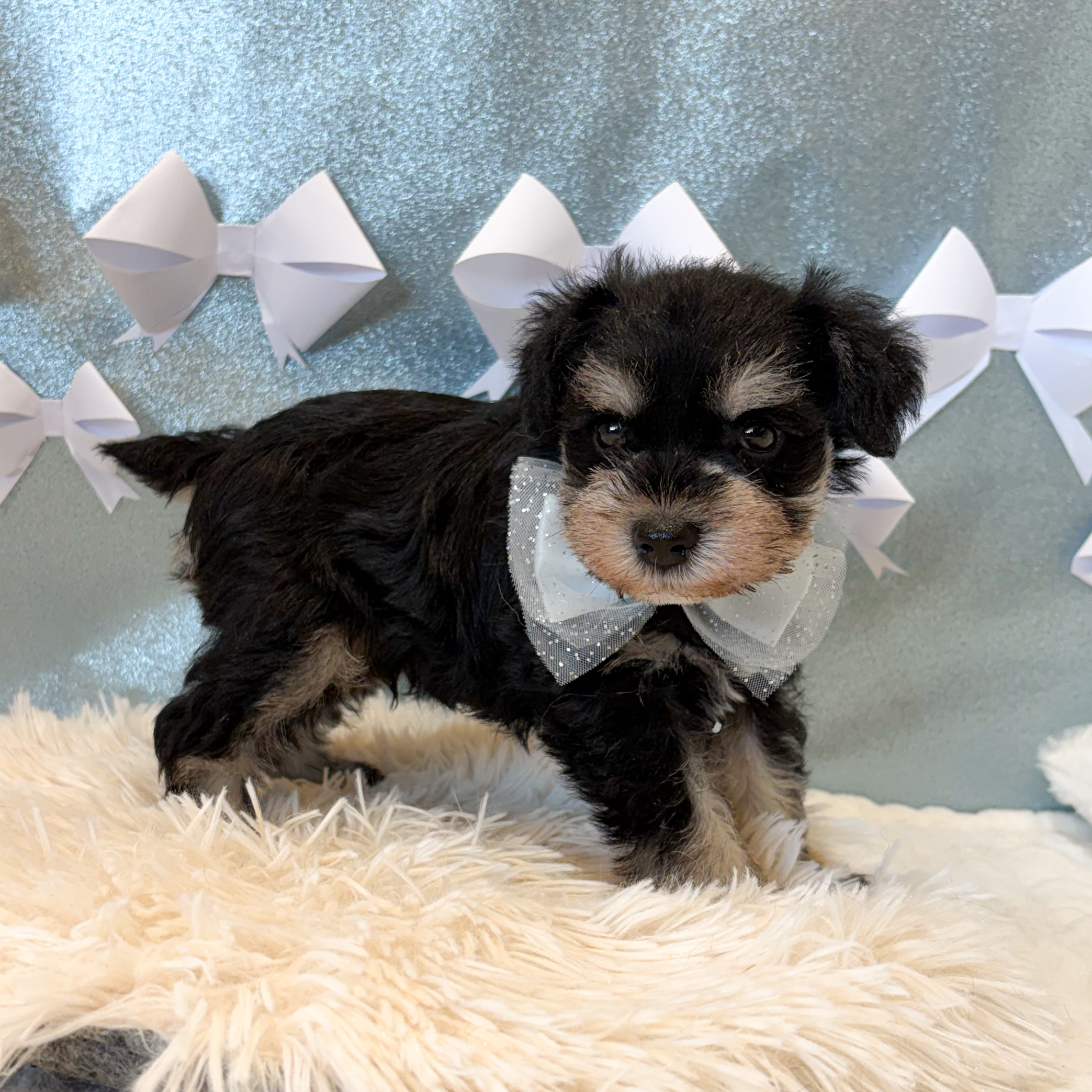 静岡県のミニチュアシュナウザー (犬の家＆猫の里富士店/2026年1月26日生まれ/男の子/ブラックシルバー)の子犬の3枚目の画像