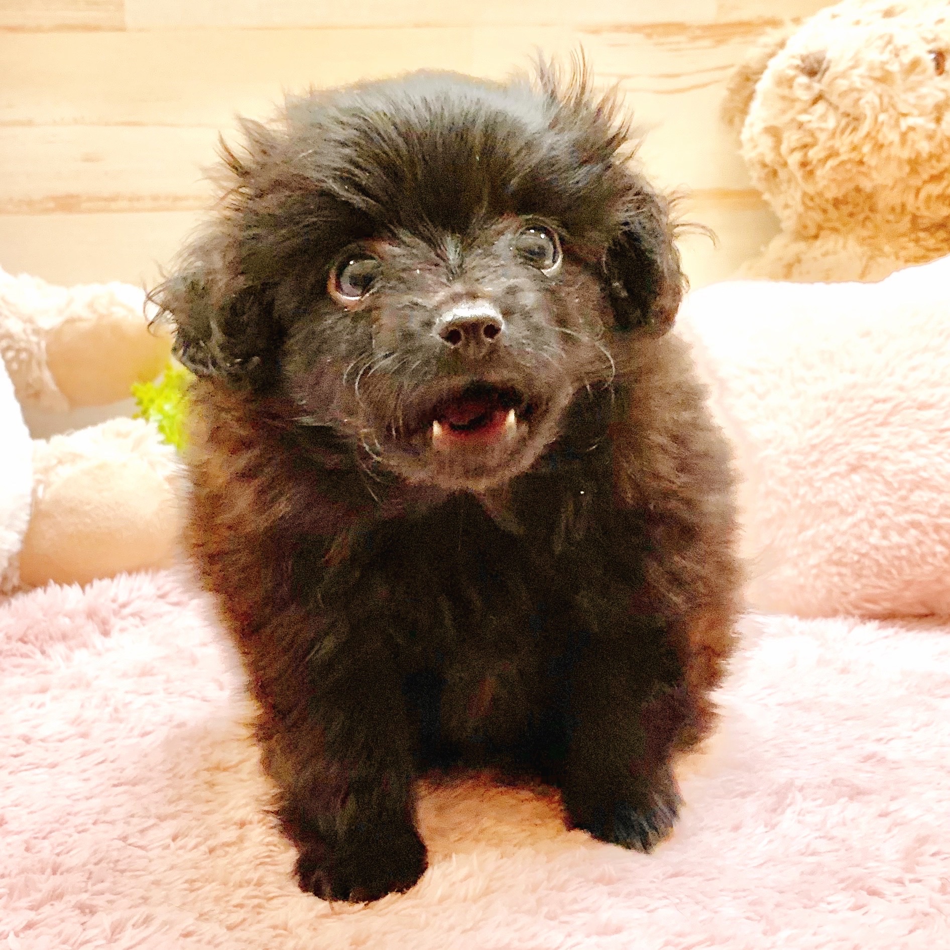 兵庫県のポメプー(ポメラニアン×プードル) (犬の家＆猫の里神戸店/2025年9月14日生まれ/女の子/ブラック)の子犬の3枚目の画像