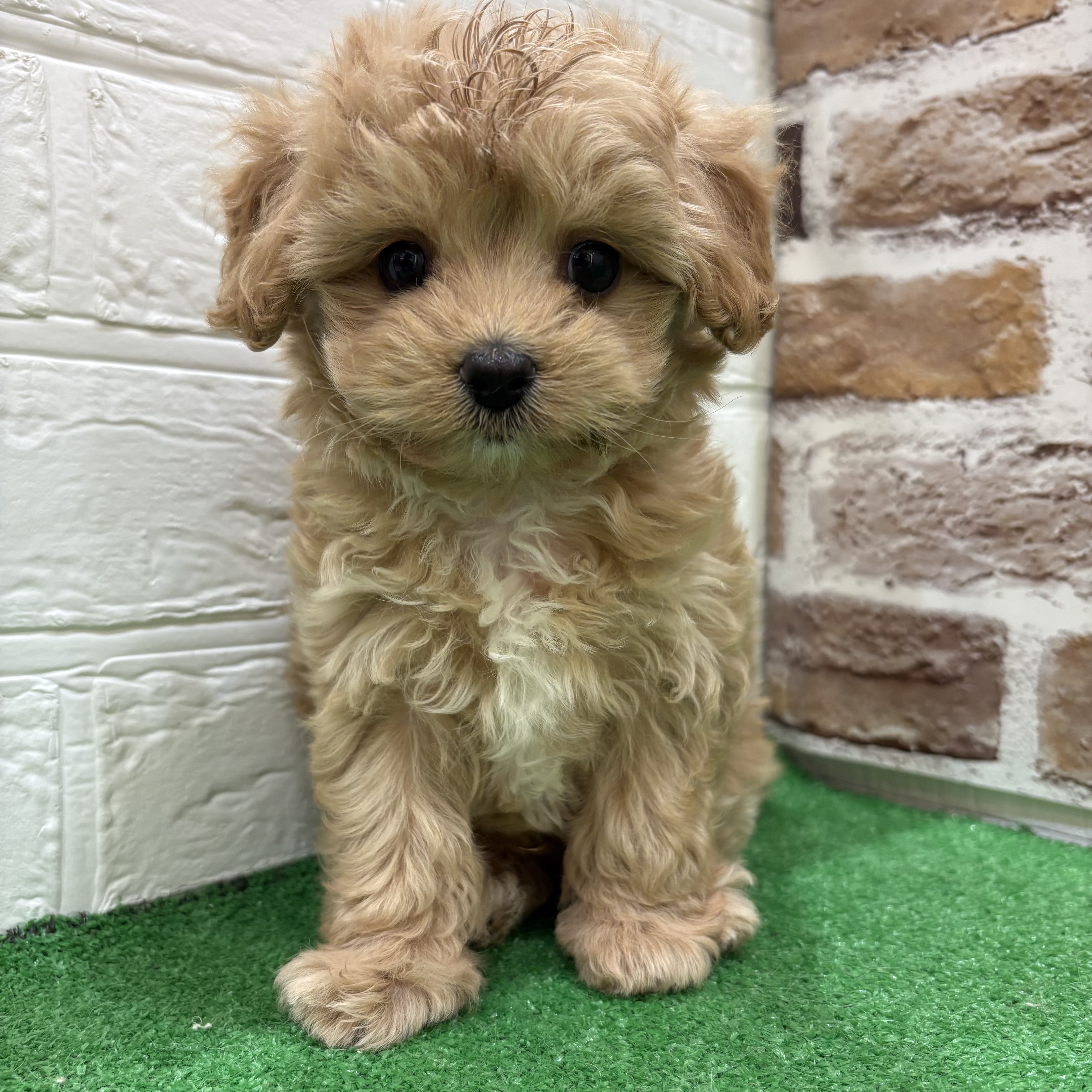 三重県のマルプー(マルチーズ×プードル) (犬の家＆猫の里三重桑名店/2025年9月24日生まれ/男の子/アプリコット)の子犬の3枚目の画像