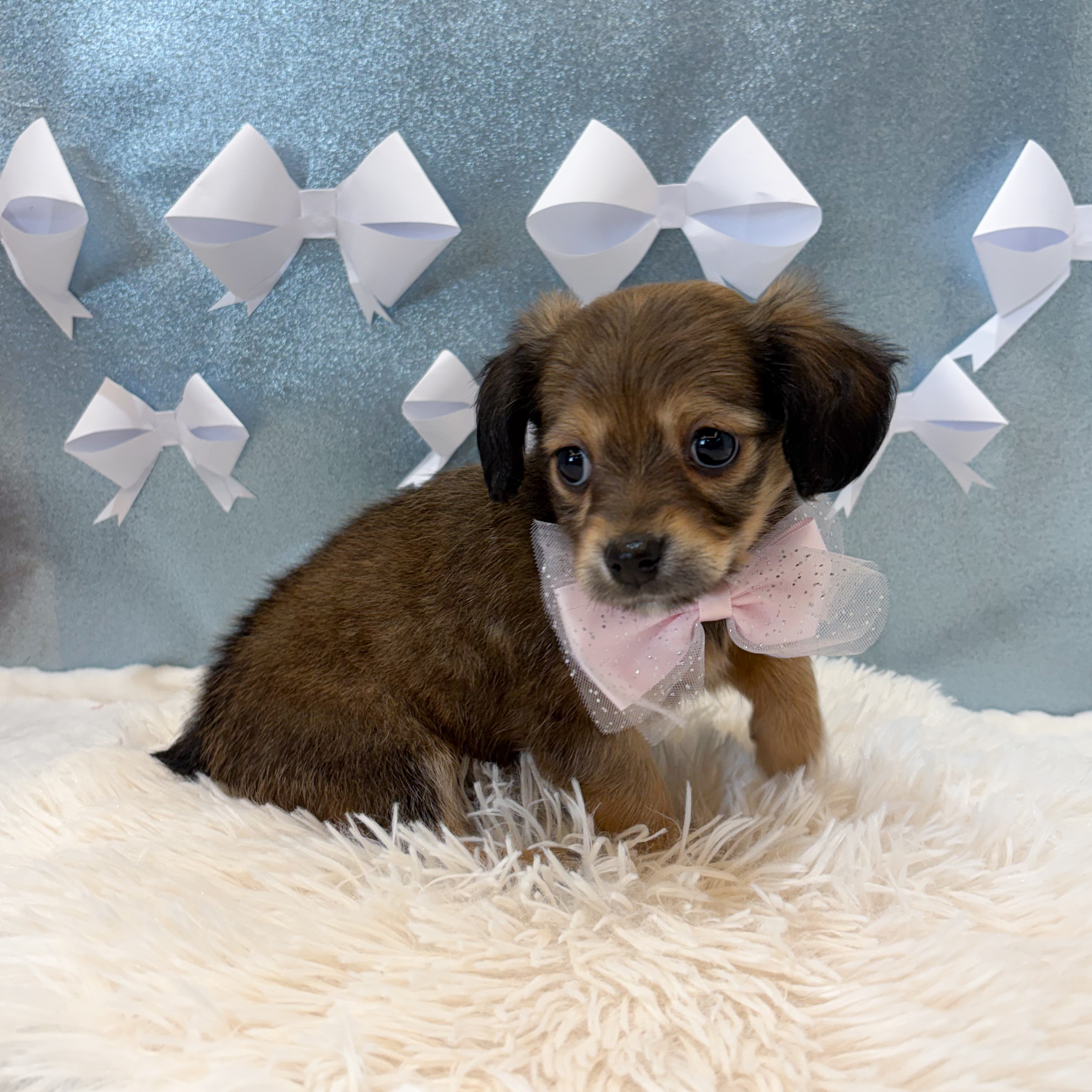 静岡県のチワックス(チワワ×ダックス) (犬の家＆猫の里富士店/2026年1月22日生まれ/女の子/シェーデットイエロー)の子犬の3枚目の画像