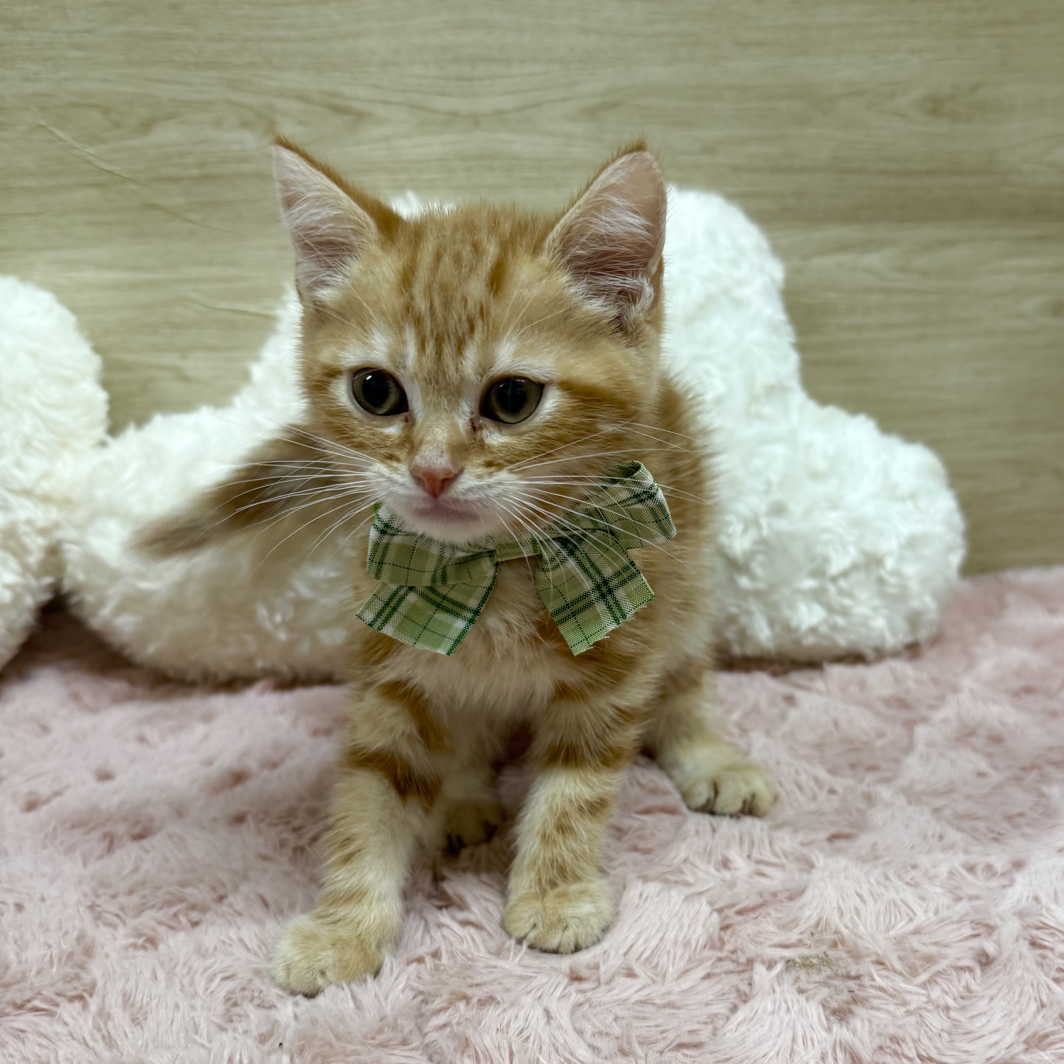 大阪府のアメリカンショートヘアー (犬の家＆猫の里そよら東岸和田店/2025年7月8日生まれ/男の子/レッドタビー)の子猫の3枚目の画像