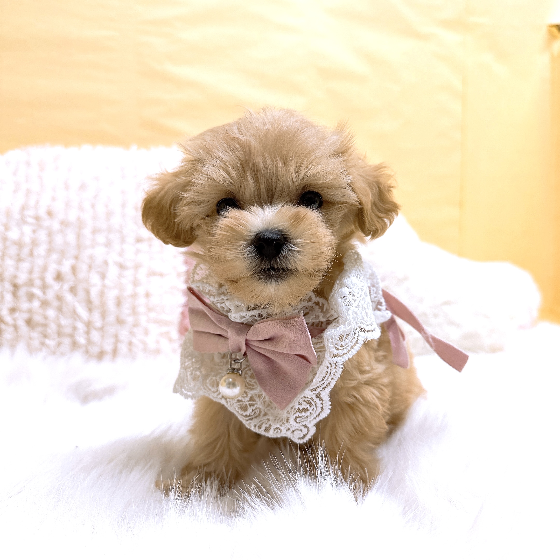 神奈川県のマルプー(マルチーズ×プードル) (犬の家＆猫の里元住吉ブレーメン通り店/2025年12月28日生まれ/女の子/アプリコット)の子犬の3枚目の画像