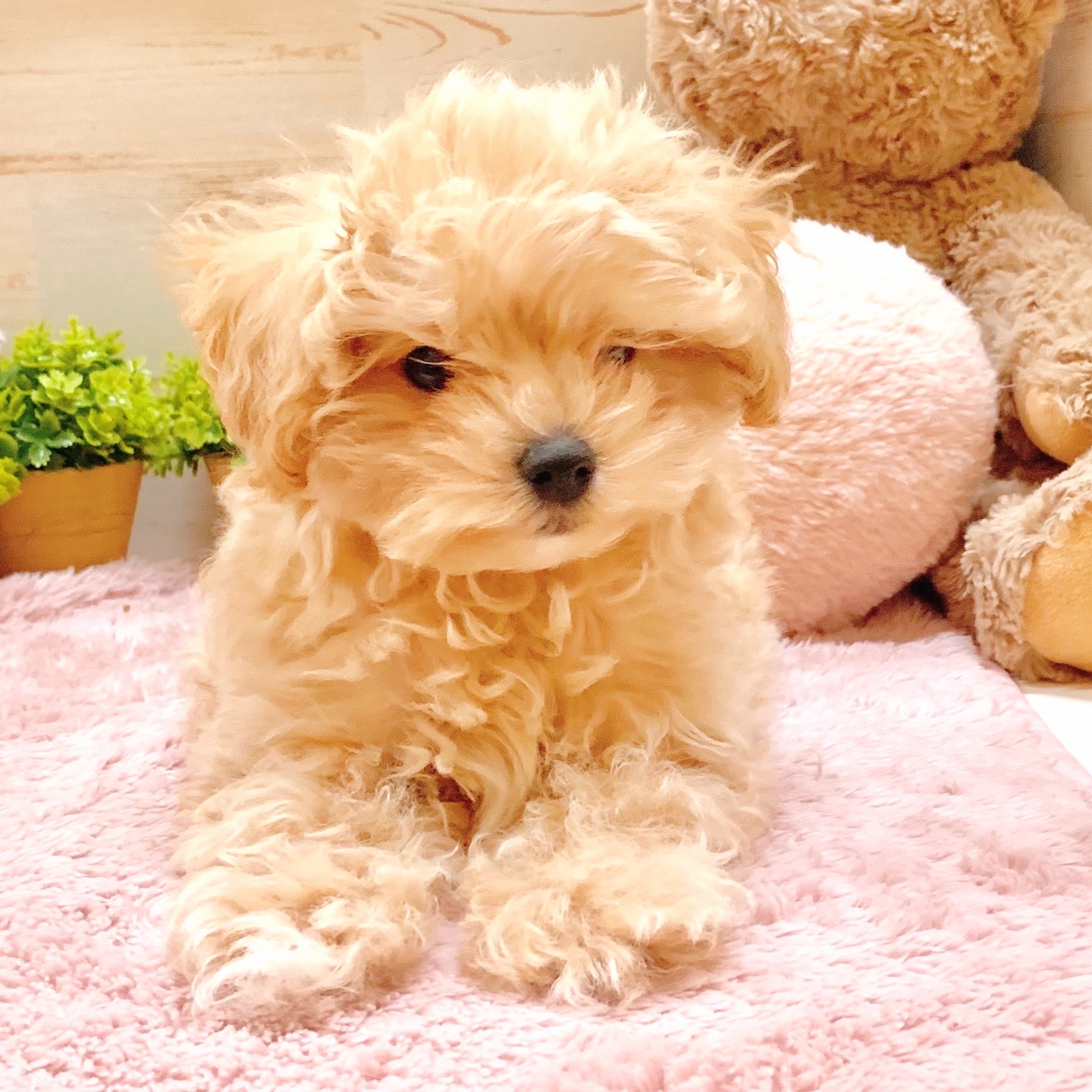 兵庫県のマルプー(マルチーズ×プードル) (犬の家＆猫の里神戸店/2025年8月30日生まれ/男の子/クリーム)の子犬の3枚目の画像