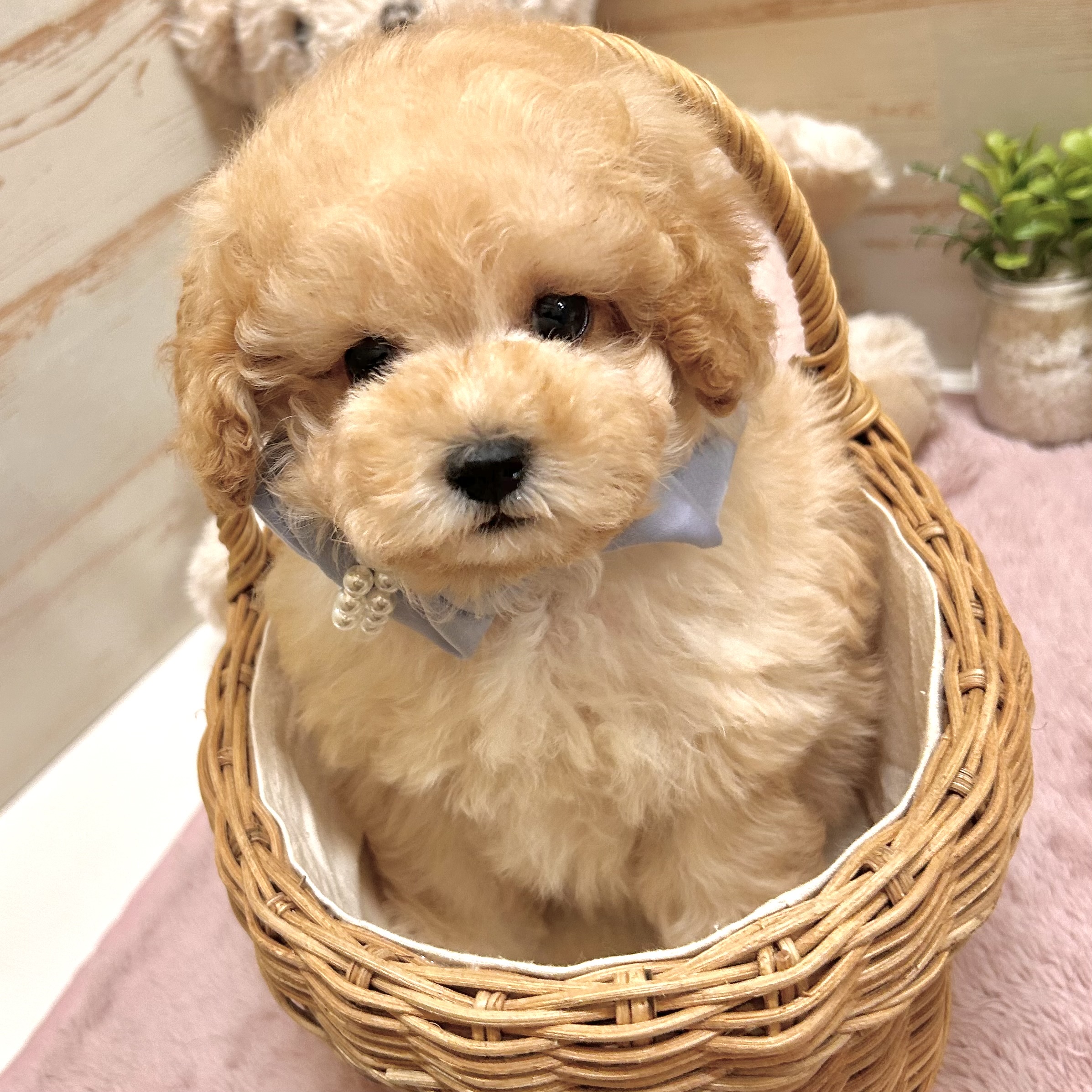兵庫県のトイプードル(タイニー) (犬の家＆猫の里神戸店/2026年1月25日生まれ/男の子/ペールフォーン)の子犬の3枚目の画像