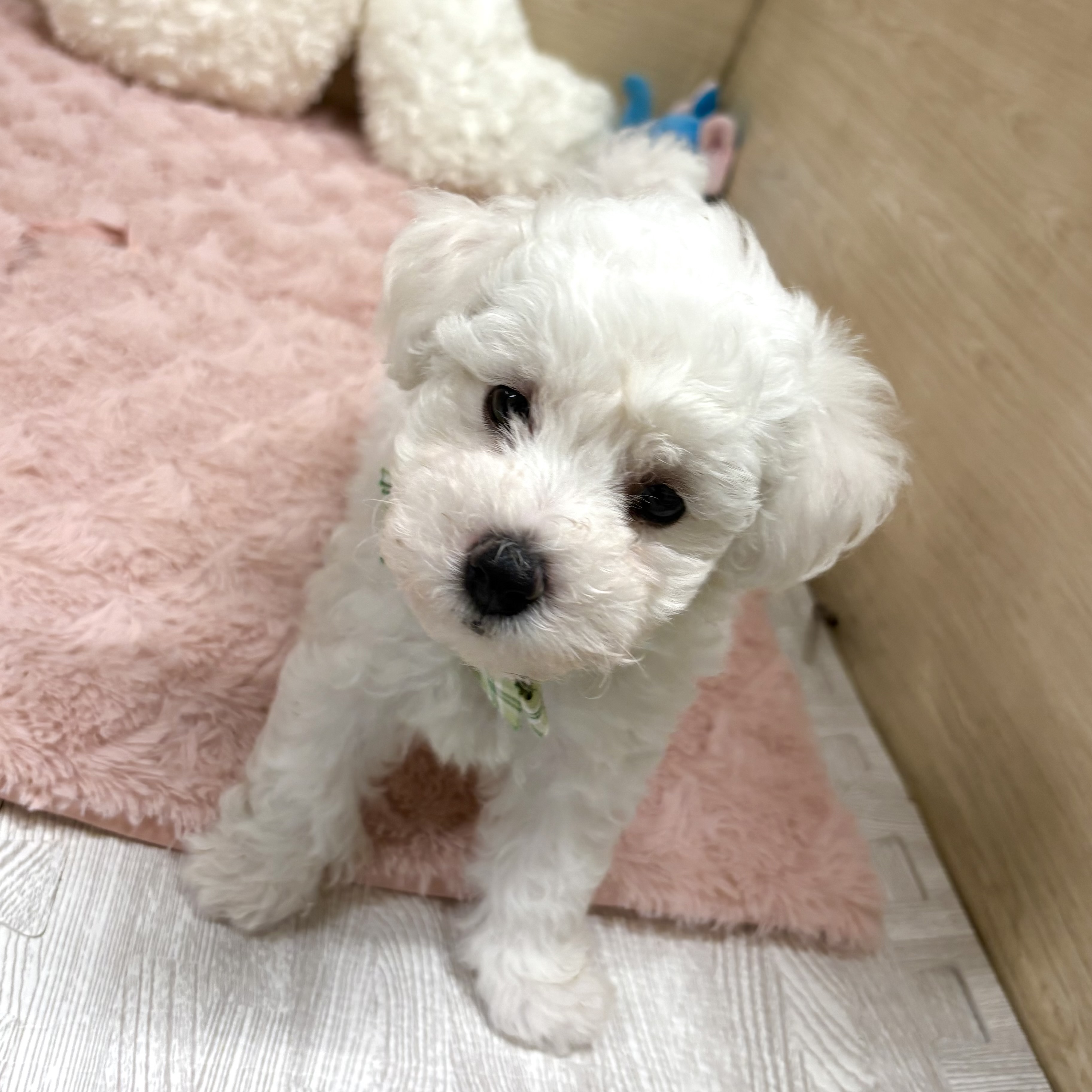 大阪府のビションフリーゼ (犬の家＆猫の里そよら東岸和田店/2025年8月5日生まれ/男の子/ホワイト)の子犬の1枚目の画像