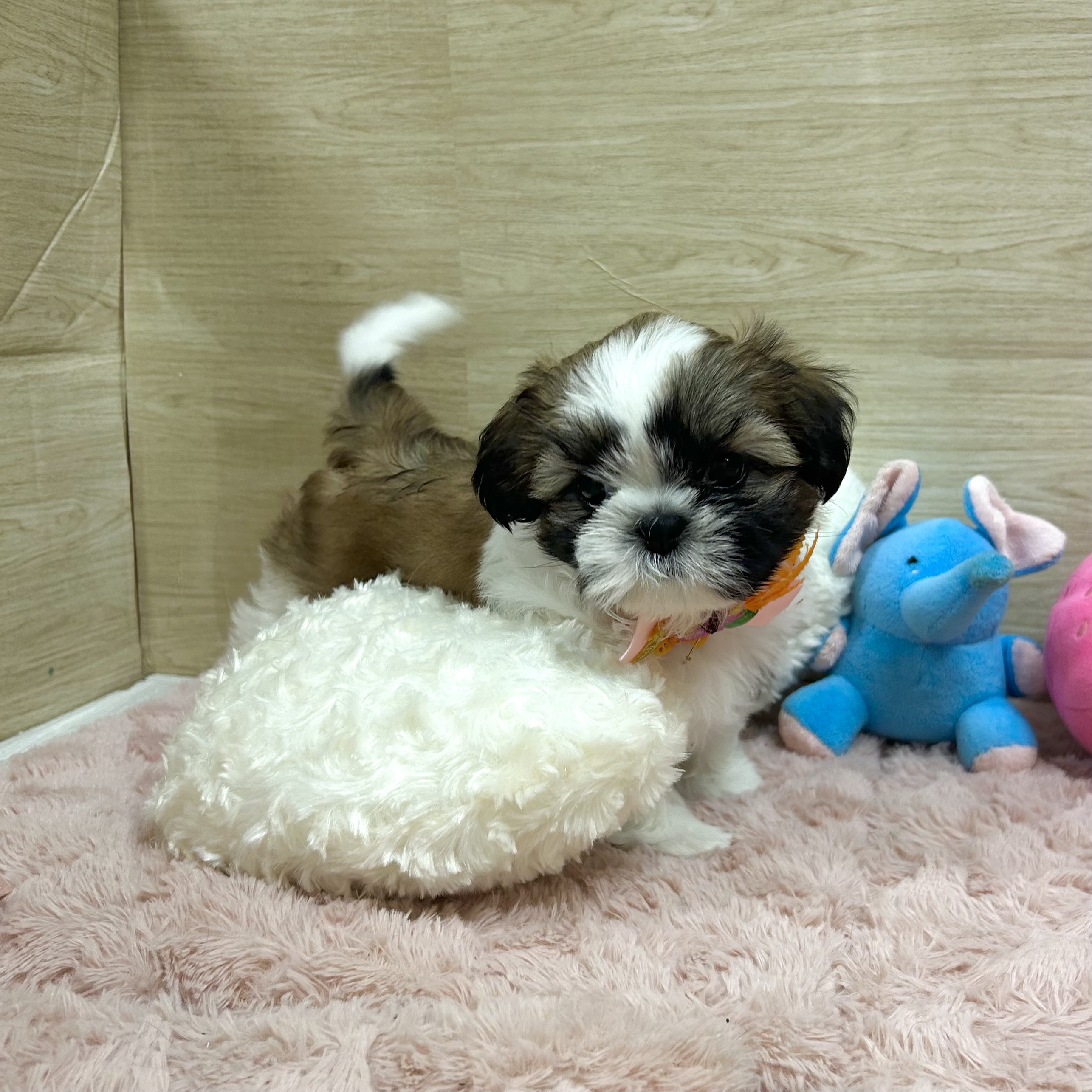 大阪府のシーズー (犬の家＆猫の里そよら東岸和田店/2025年6月24日生まれ/女の子/ホワイトゴールド)の子犬の3枚目の画像