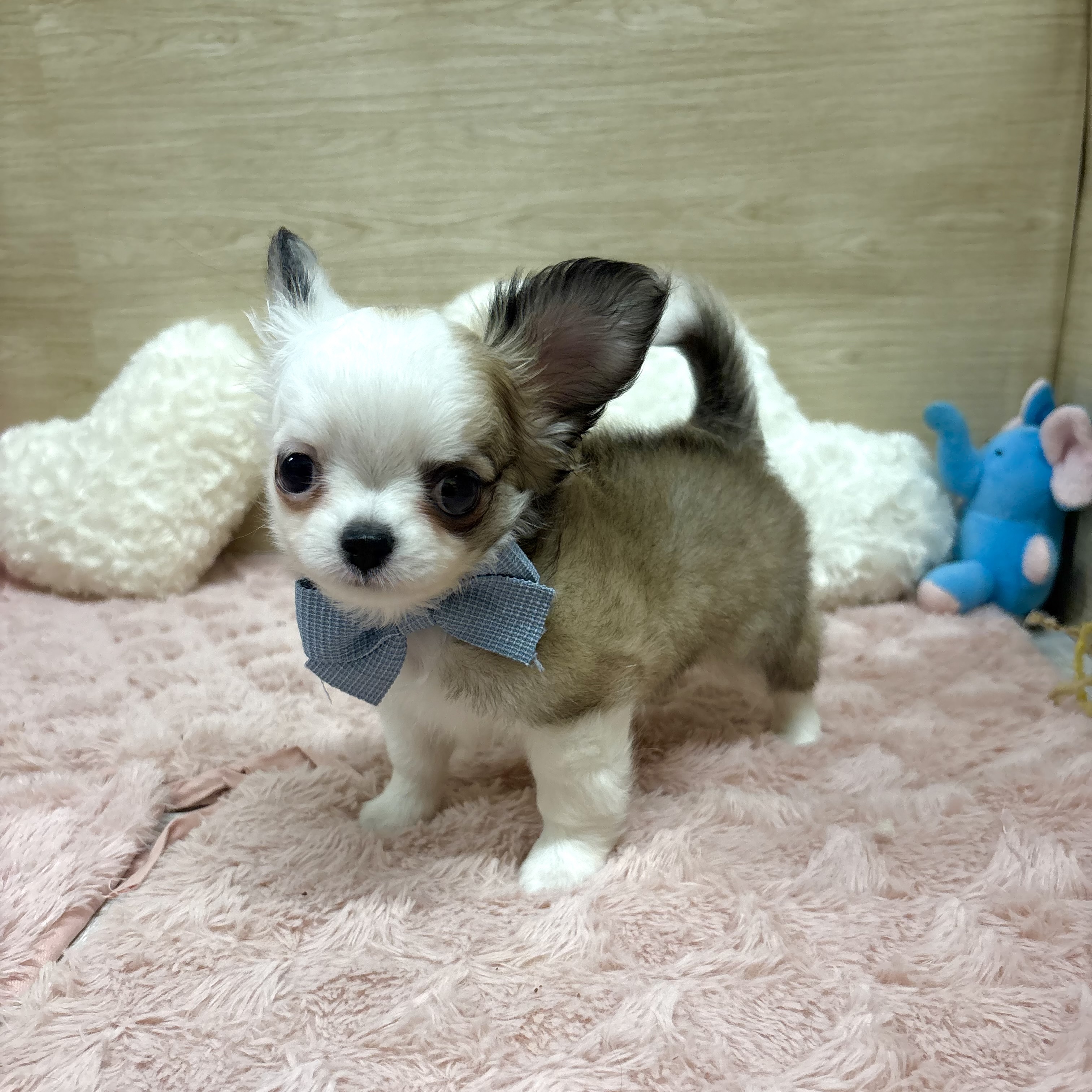 大阪府のチワワ(ロング) (犬の家＆猫の里そよら東岸和田店/2025年8月3日生まれ/男の子/レッドホワイト)の子犬の3枚目の画像