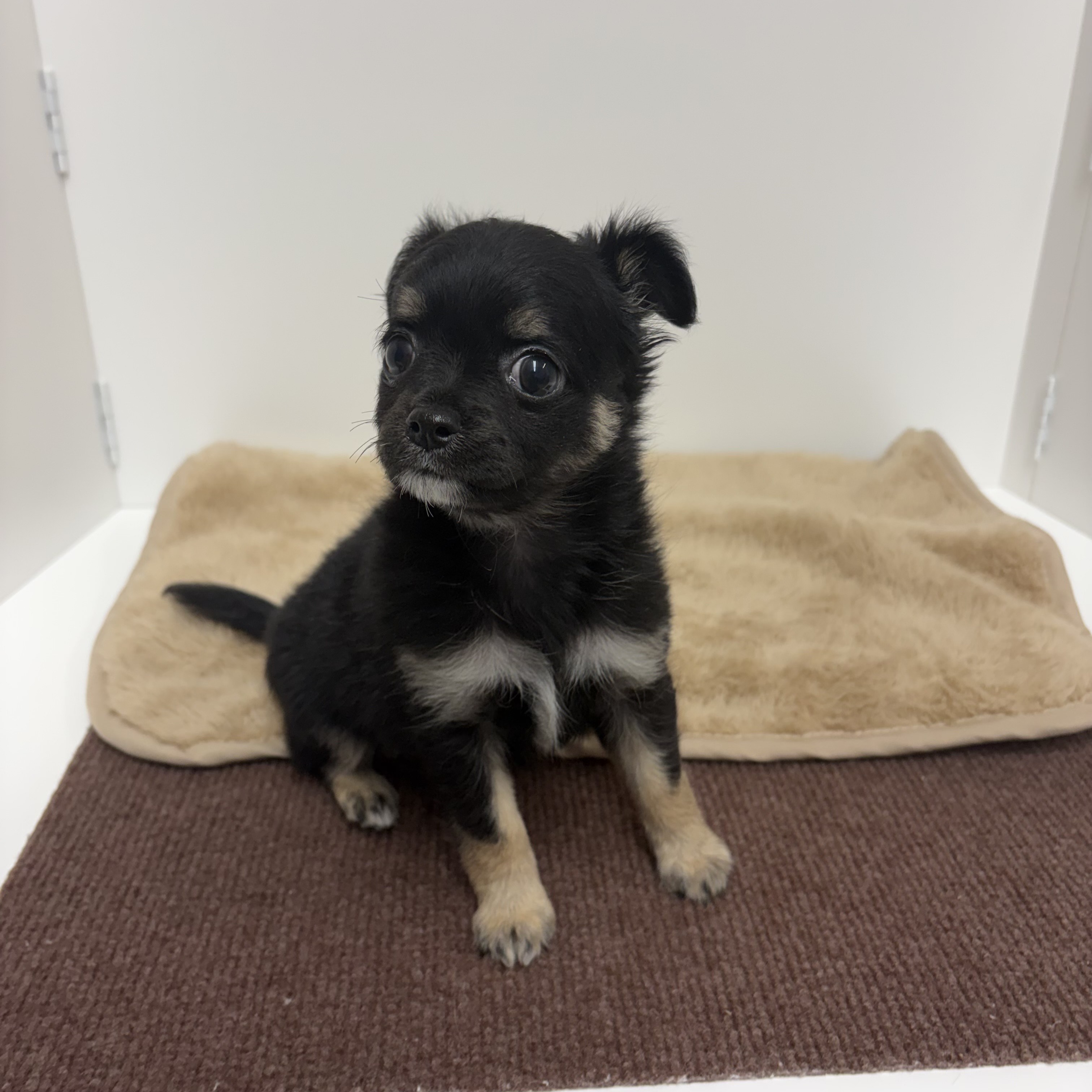 神奈川県のチワワ(ロング) (犬の家＆猫の里相模原店/2025年10月13日生まれ/女の子/ブラックタンホワイト)の子犬の3枚目の画像