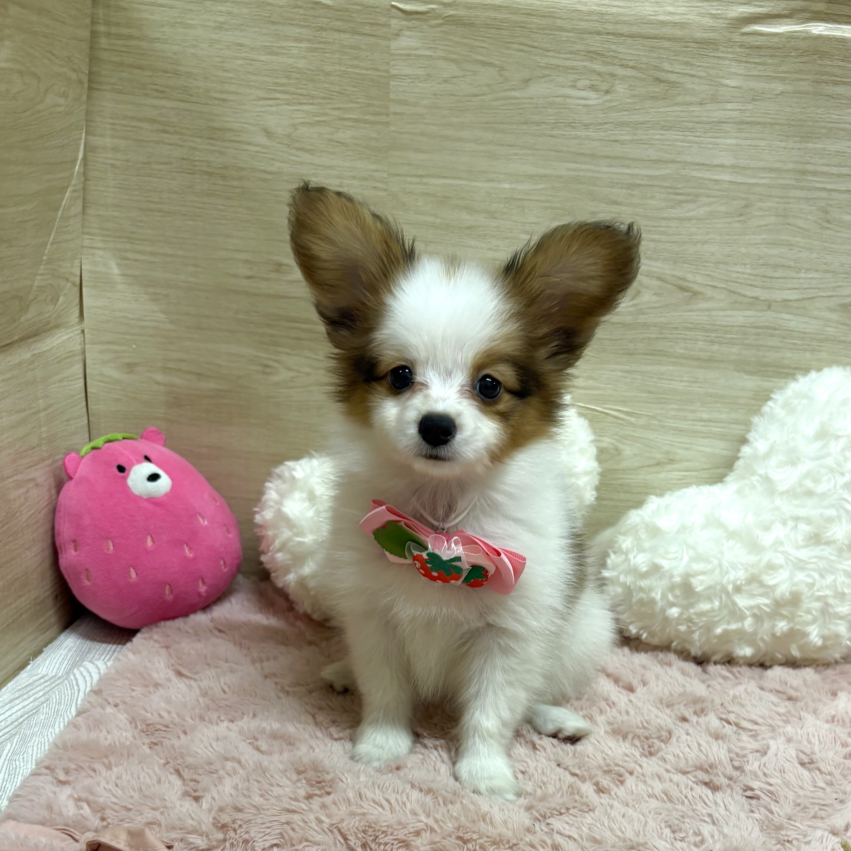 大阪府のパピヨン (犬の家＆猫の里そよら東岸和田店/2025年8月1日生まれ/女の子/レッドホワイト)の子犬の1枚目の画像