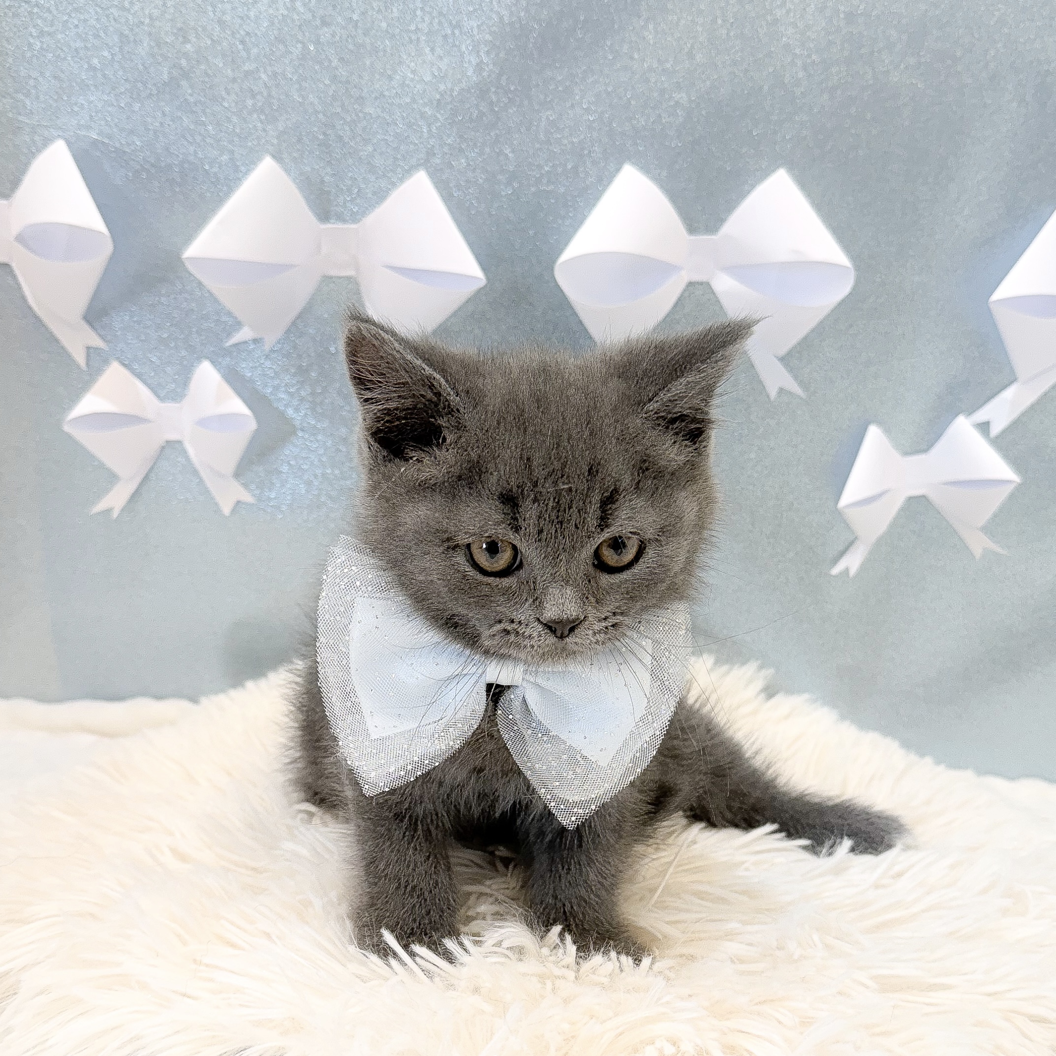 ブリティッシュショートヘア男の子の写真