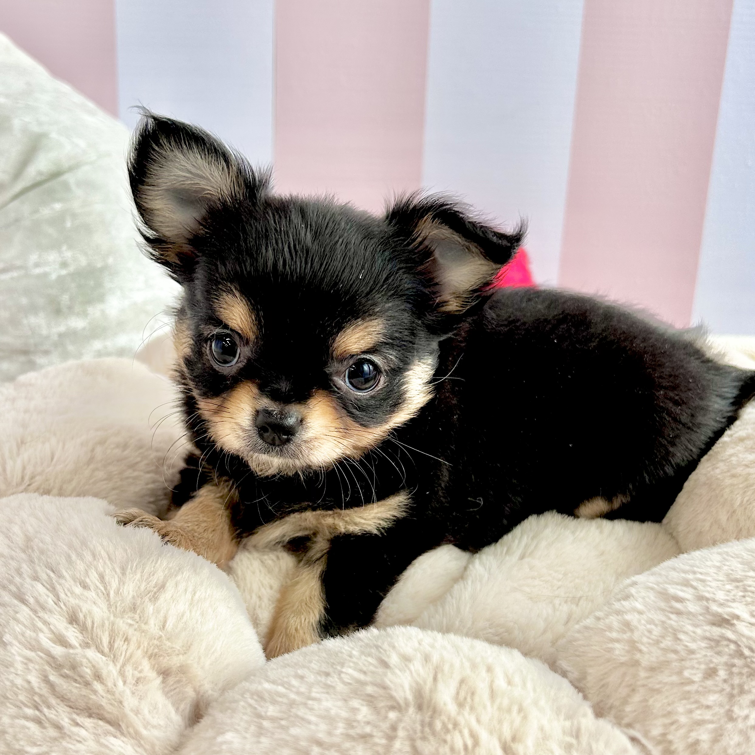 岡山県のチワワ(ロング) (犬の家&猫の里倉敷中庄店/2025年8月31日生まれ/女の子/ブラックタン)の子犬の1枚目の画像