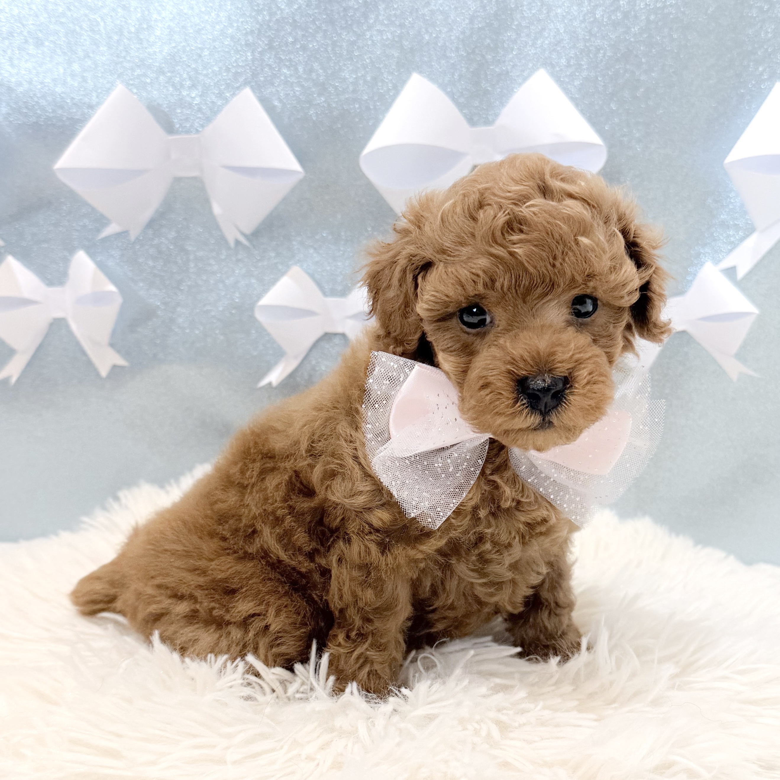 静岡県のトイプードル(トイ) (犬の家＆猫の里富士店/2026年1月20日生まれ/女の子/レッド)の子犬の3枚目の画像