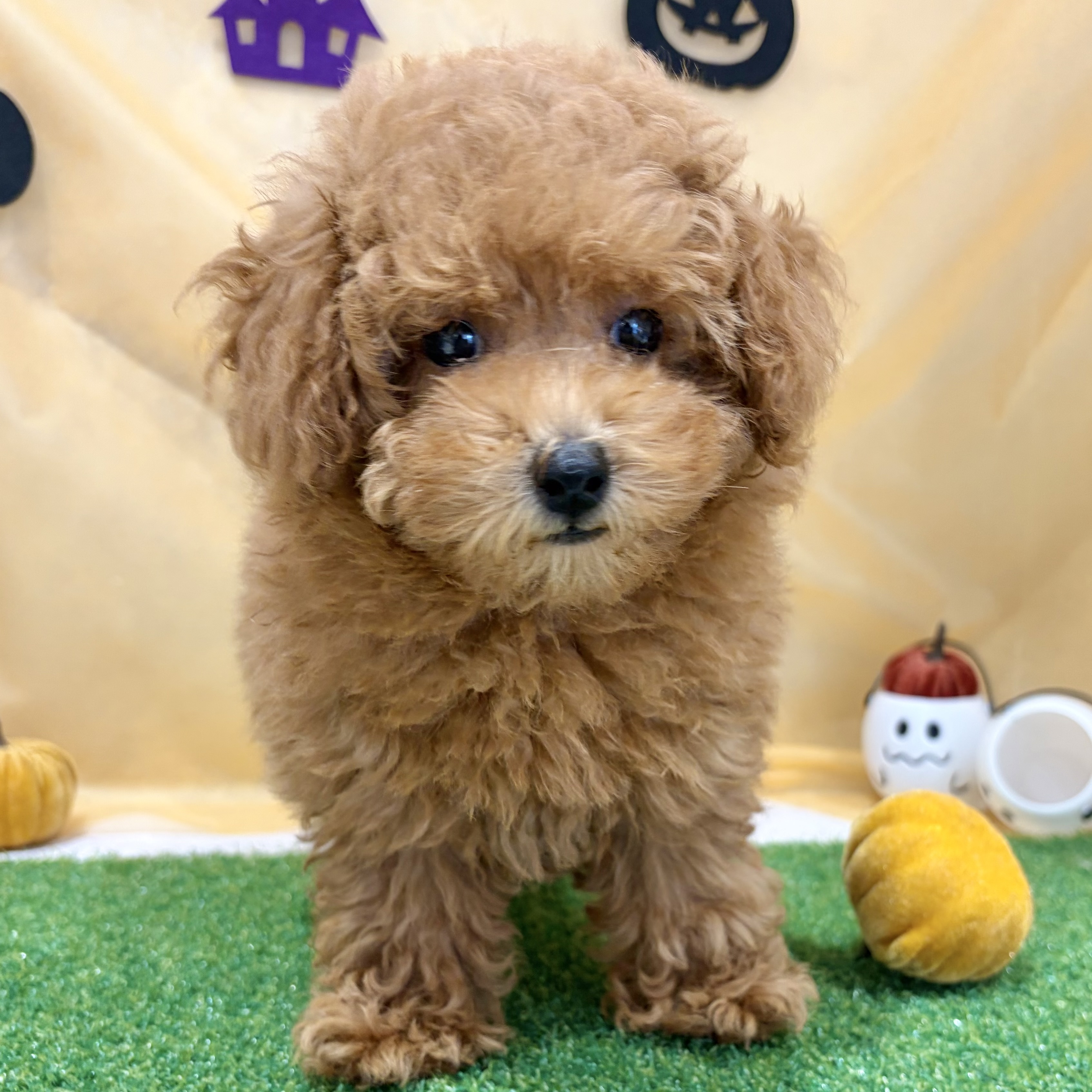 福岡県のトイプードル(トイ) (犬の家＆猫の里くりえいと宗像店/2026年7月18日生まれ/女の子/レッドフォーン)の子犬の3枚目の画像