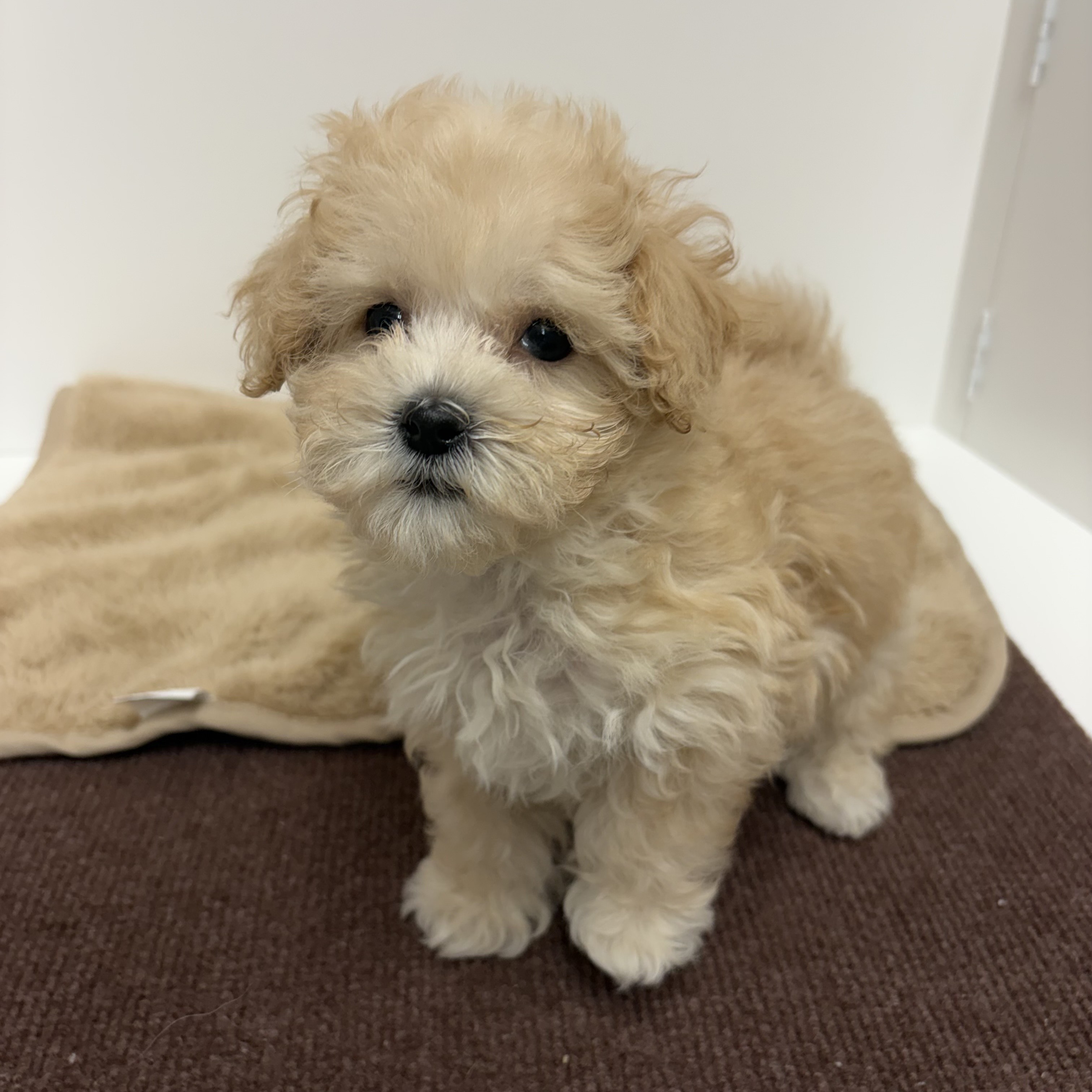 神奈川県のマルプー(マルチーズ×プードル) (犬の家＆猫の里相模原店/2025年10月13日生まれ/男の子/アプリコット)の子犬の3枚目の画像